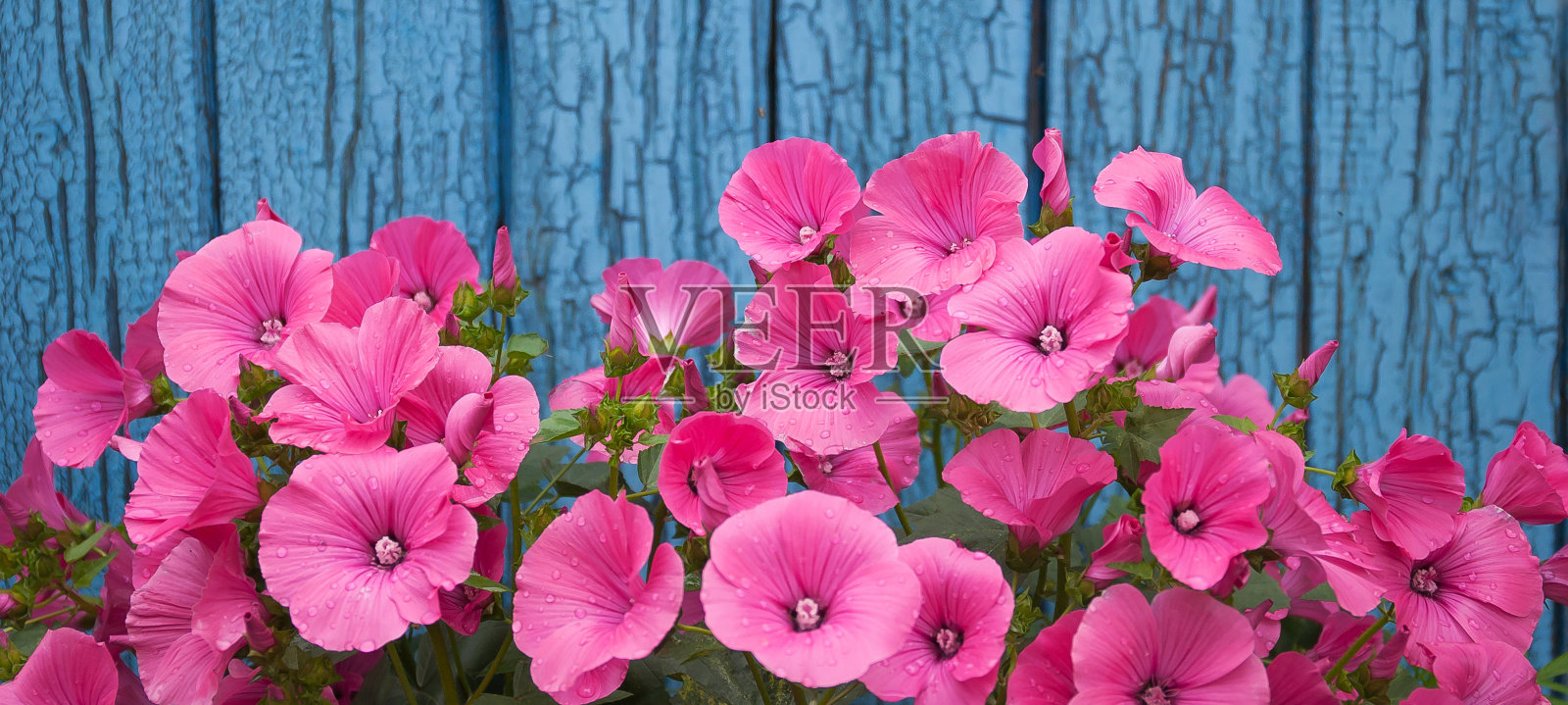 粉红色的佩妮，蓝色背景上的花朵，靠近一堵破旧的破墙照片摄影图片