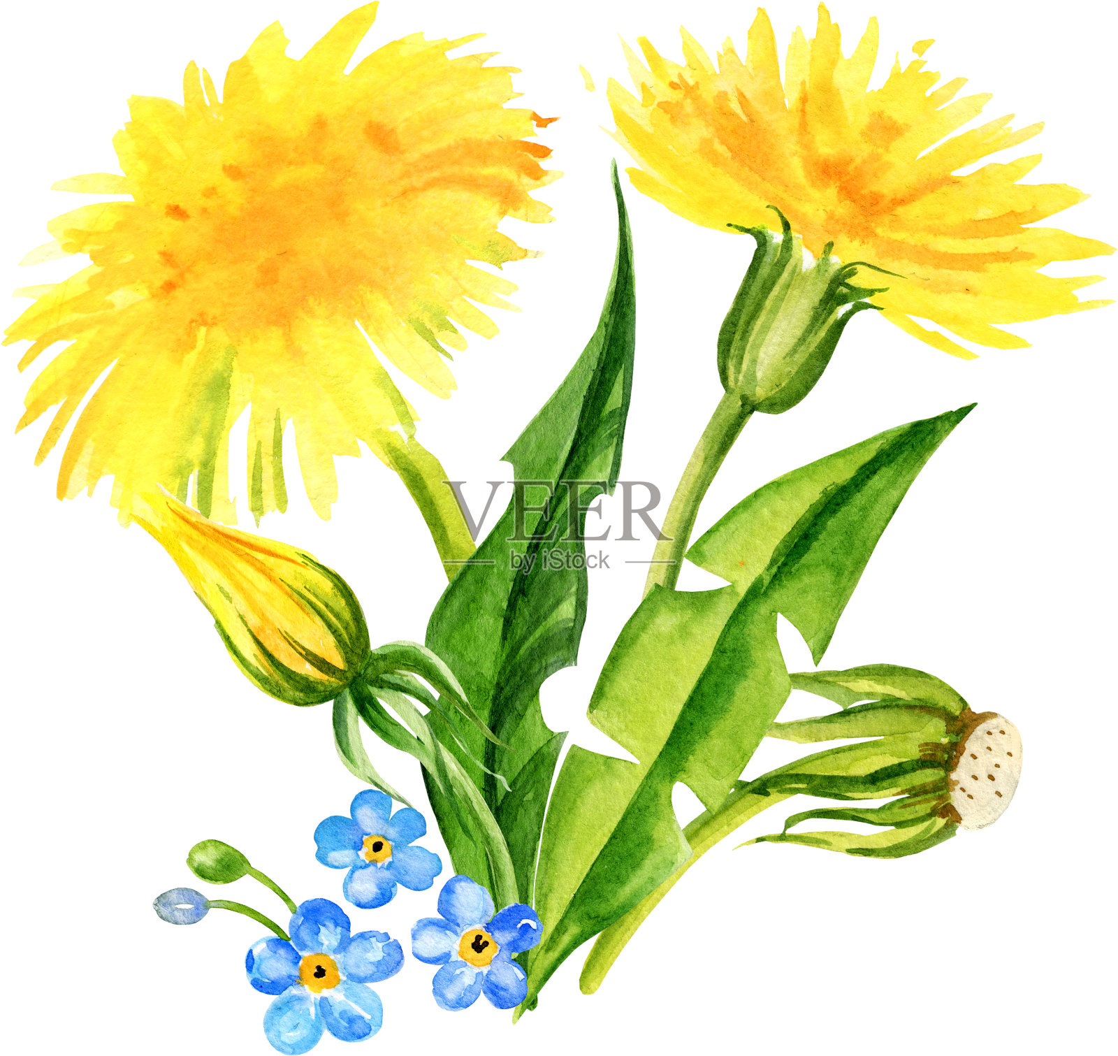 水彩田花组成，手绘素描，夏天的花，蒲公英的叶子和种子。黄色和绿色的花和草插画图片素材