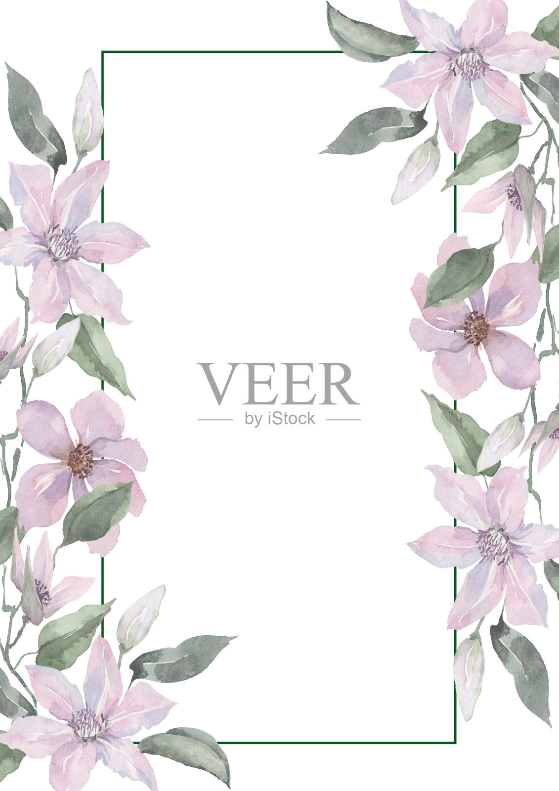 淡紫色的铁线莲花朵有着精致的花蕾和绿色的叶子，装饰着一个长方形的框架。白色背景上的水彩画。插画图片素材
