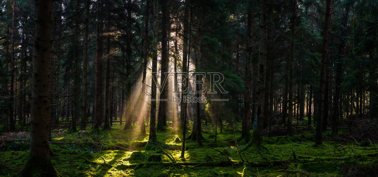 阳光射向绿色苔藓森林全景照片摄影图片