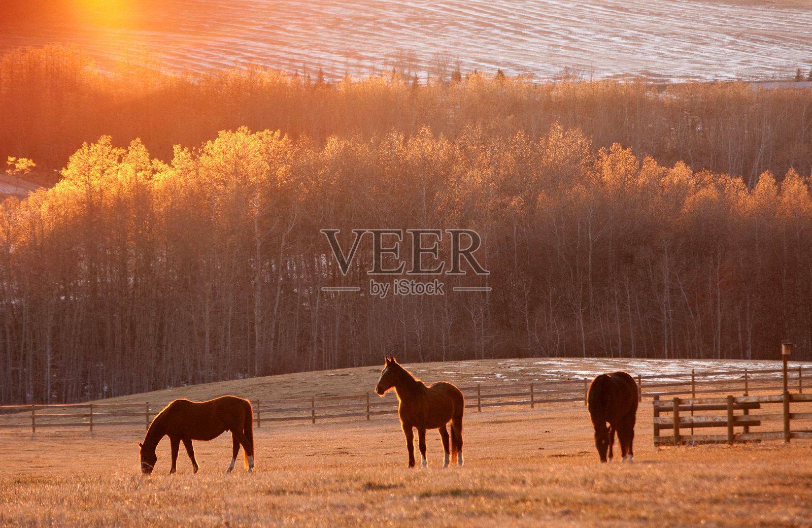 三匹马在美丽的草地上吃草照片摄影图片