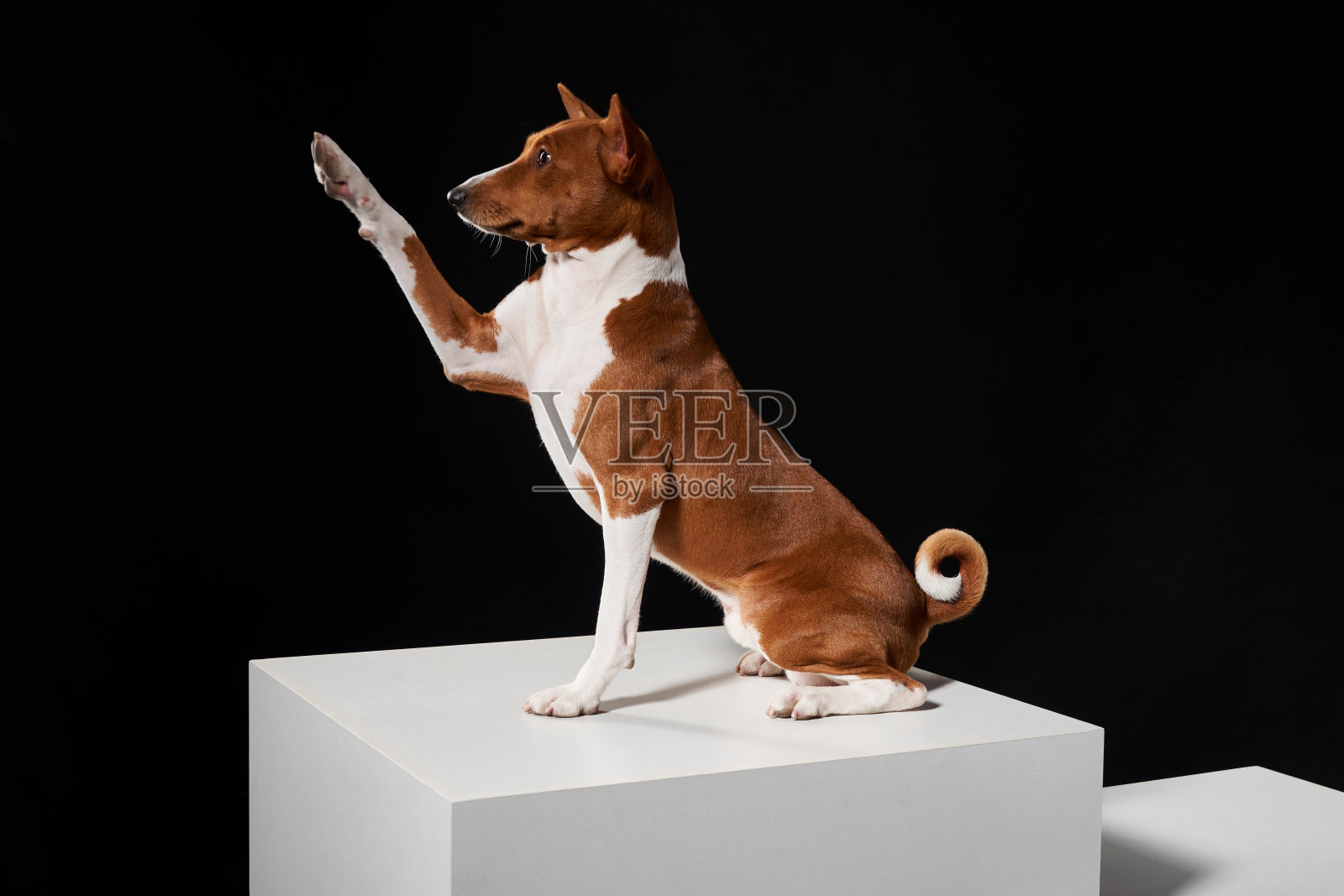 巴辛吉的狗坐在白色的盒子上，抬起爪子照片摄影图片