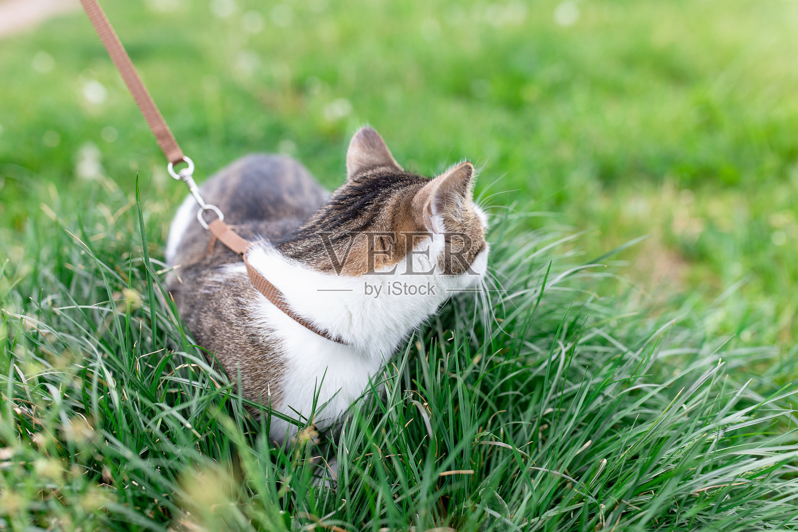 用皮带牵着的家猫在户外草地上散步照片摄影图片