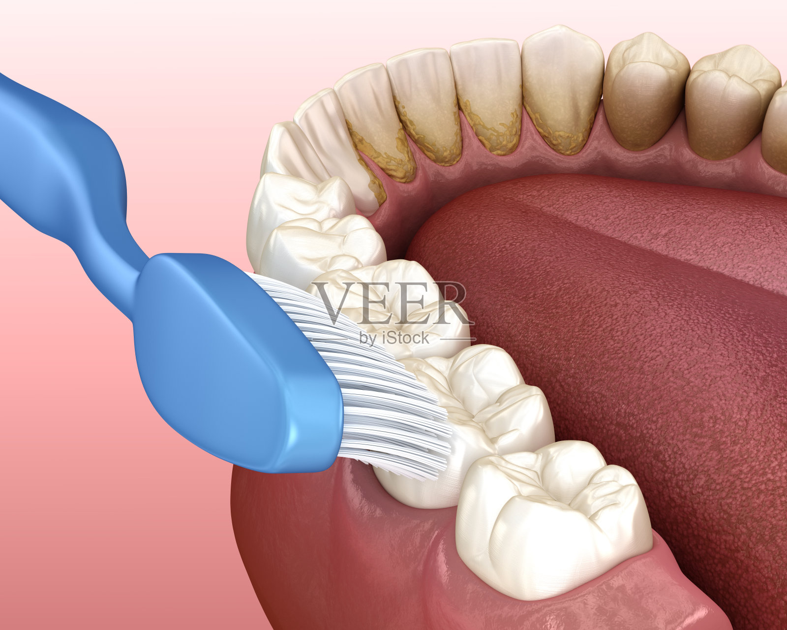 牙刷清洁牙齿。口腔卫生的医学精确3D插图。照片摄影图片