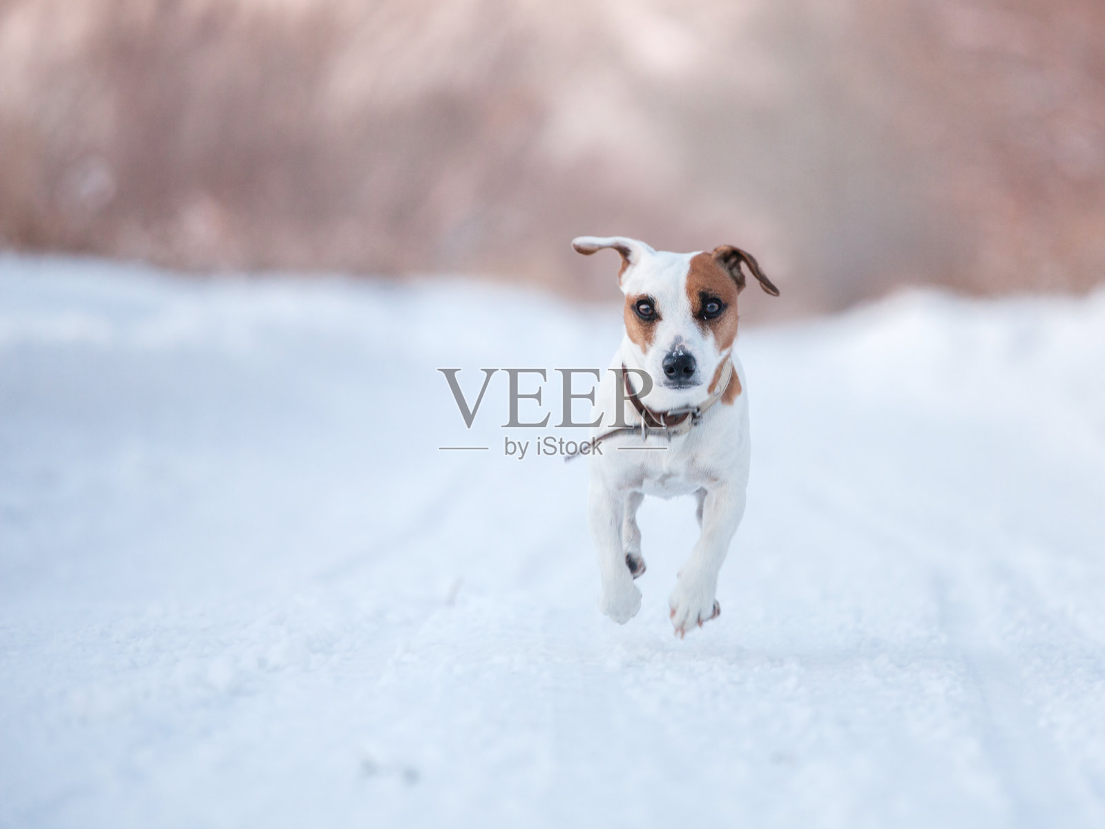 冬天遛狗照片摄影图片
