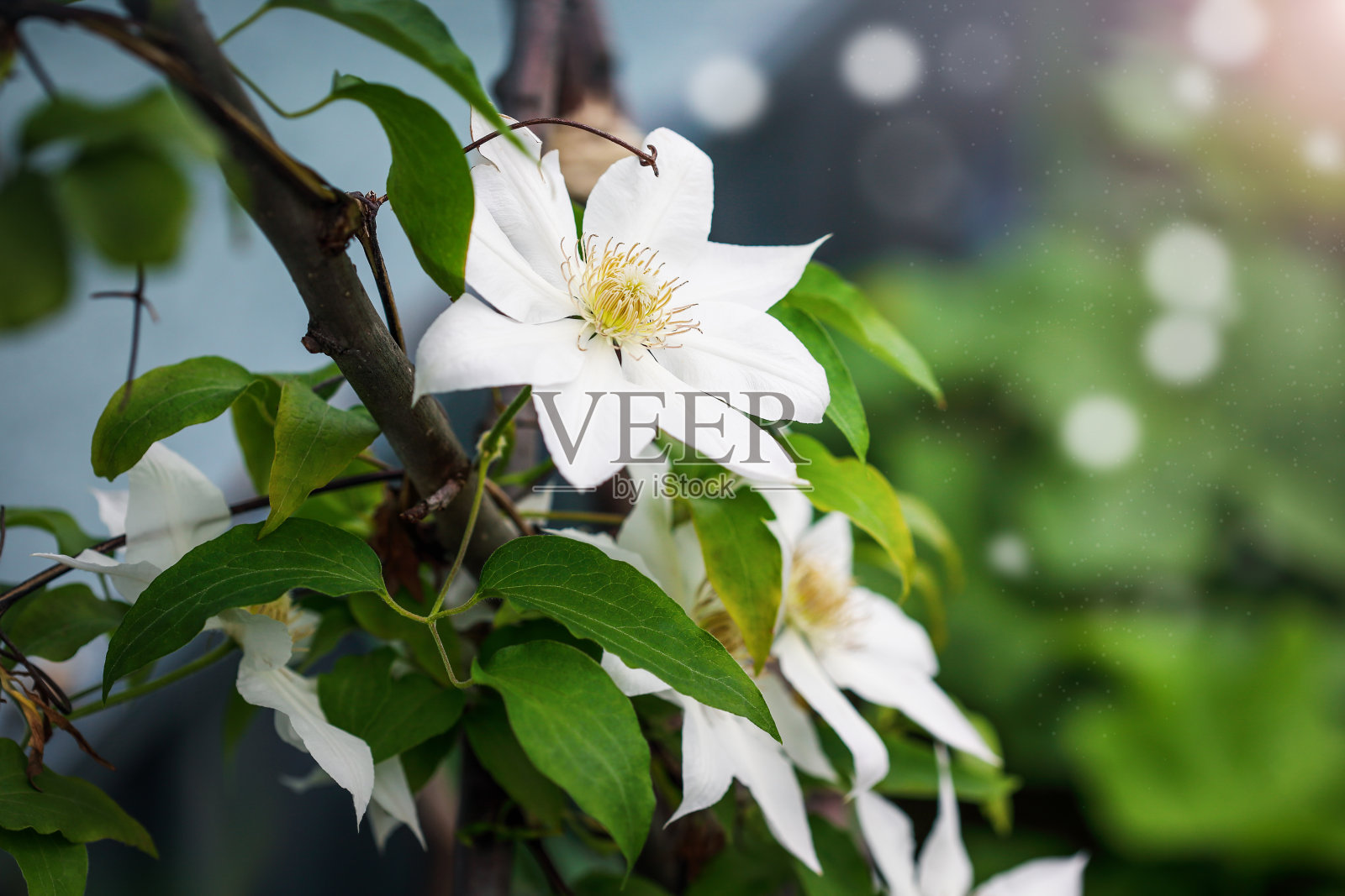 “海德大厅”铁线莲美丽的白色花朵照片摄影图片