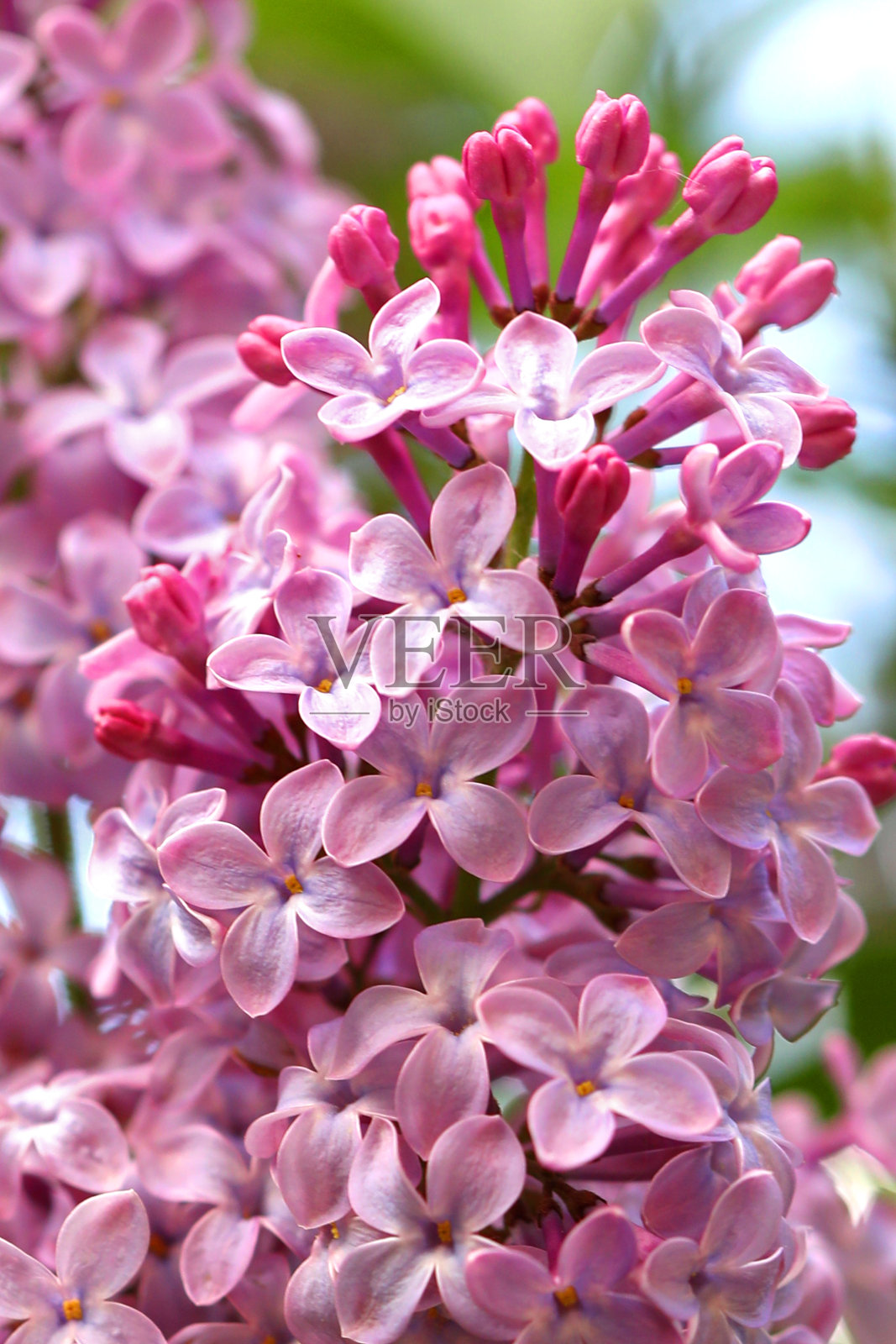 紫丁香花的彩色微距照片照片摄影图片