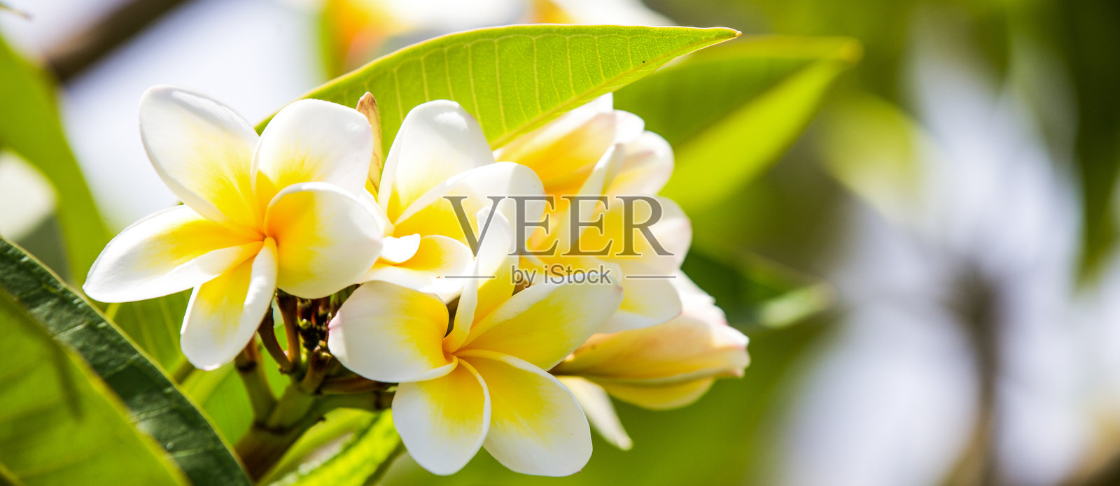 热带鲜花盛开的夏季背景照片摄影图片