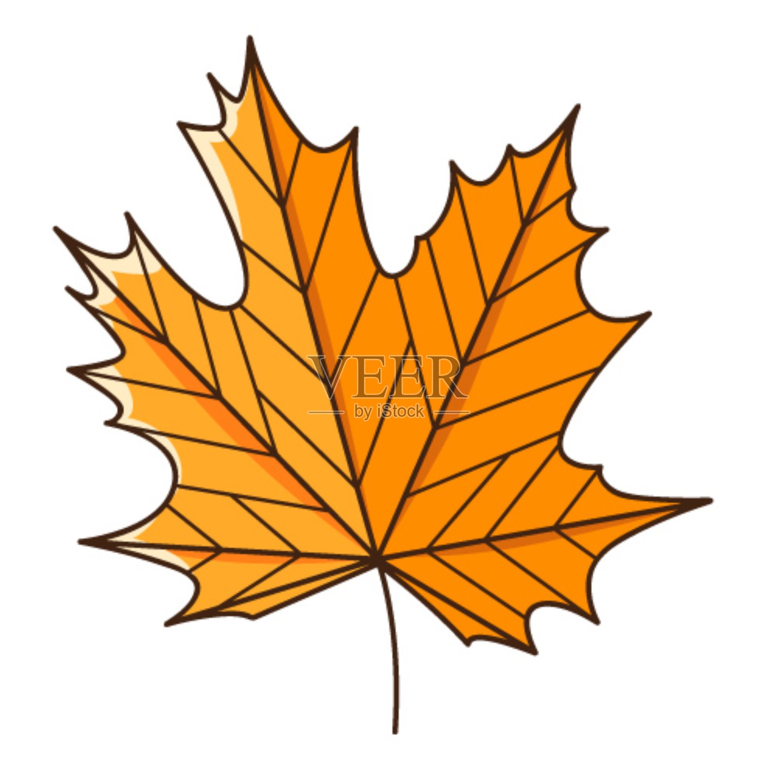桔黄的枫叶，秋叶。植物，植物设计元素与轮廓。秋天的时间。手绘涂鸦。平面设计。颜色向量插图。孤立在白色背景上。设计元素图片