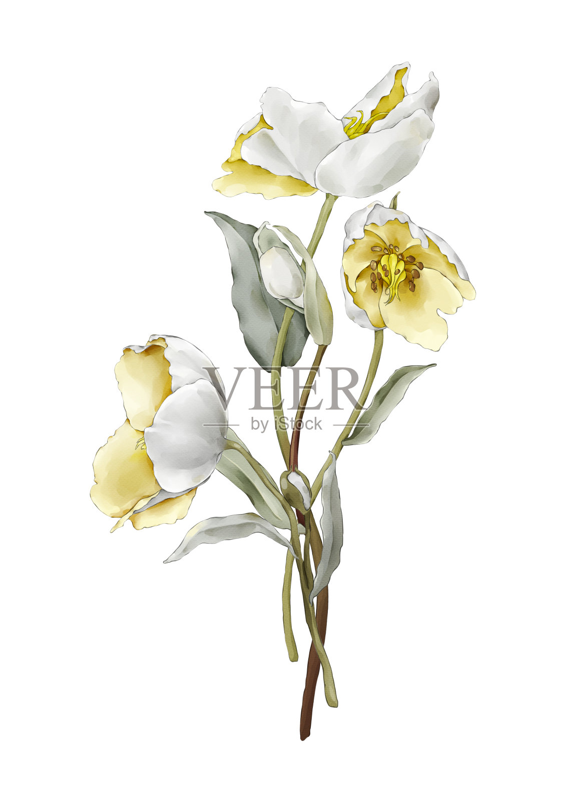 贺卡与精致的花在一个白色的背景在水彩画风格插画图片素材