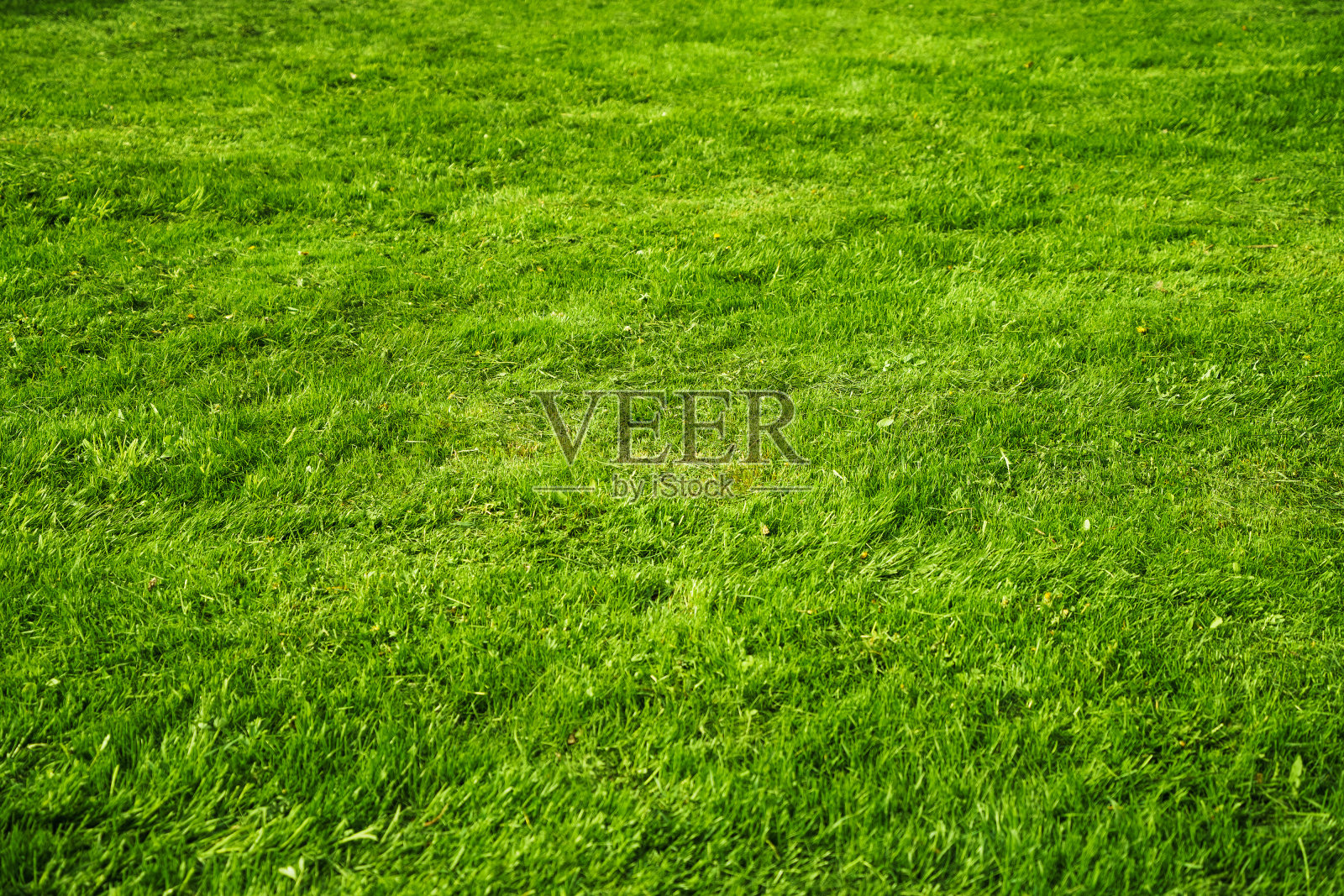 纹理绿色多汁的新鲜草作为背景在一个阳光明媚的日子照片摄影图片