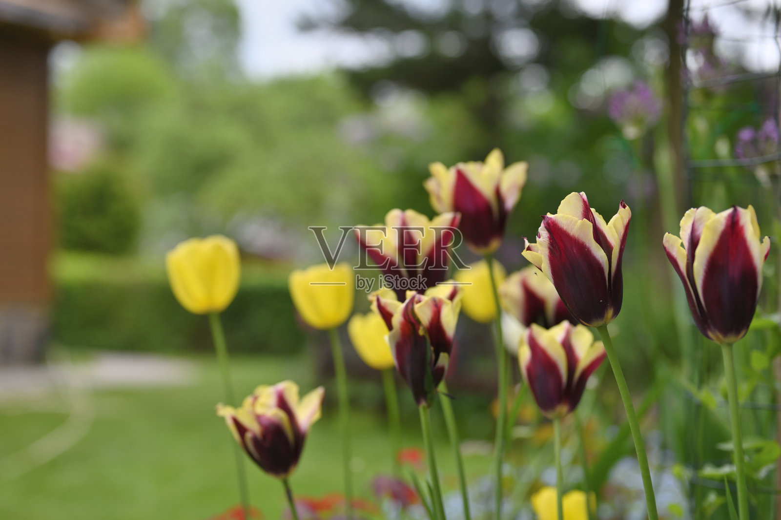 花园里鲜艳的郁金香照片摄影图片