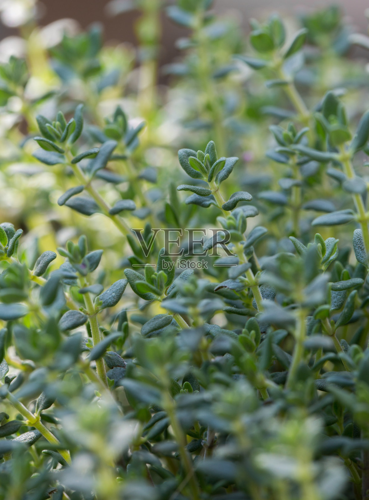 全框架自然背景的百里香草本植物与复制空间照片摄影图片