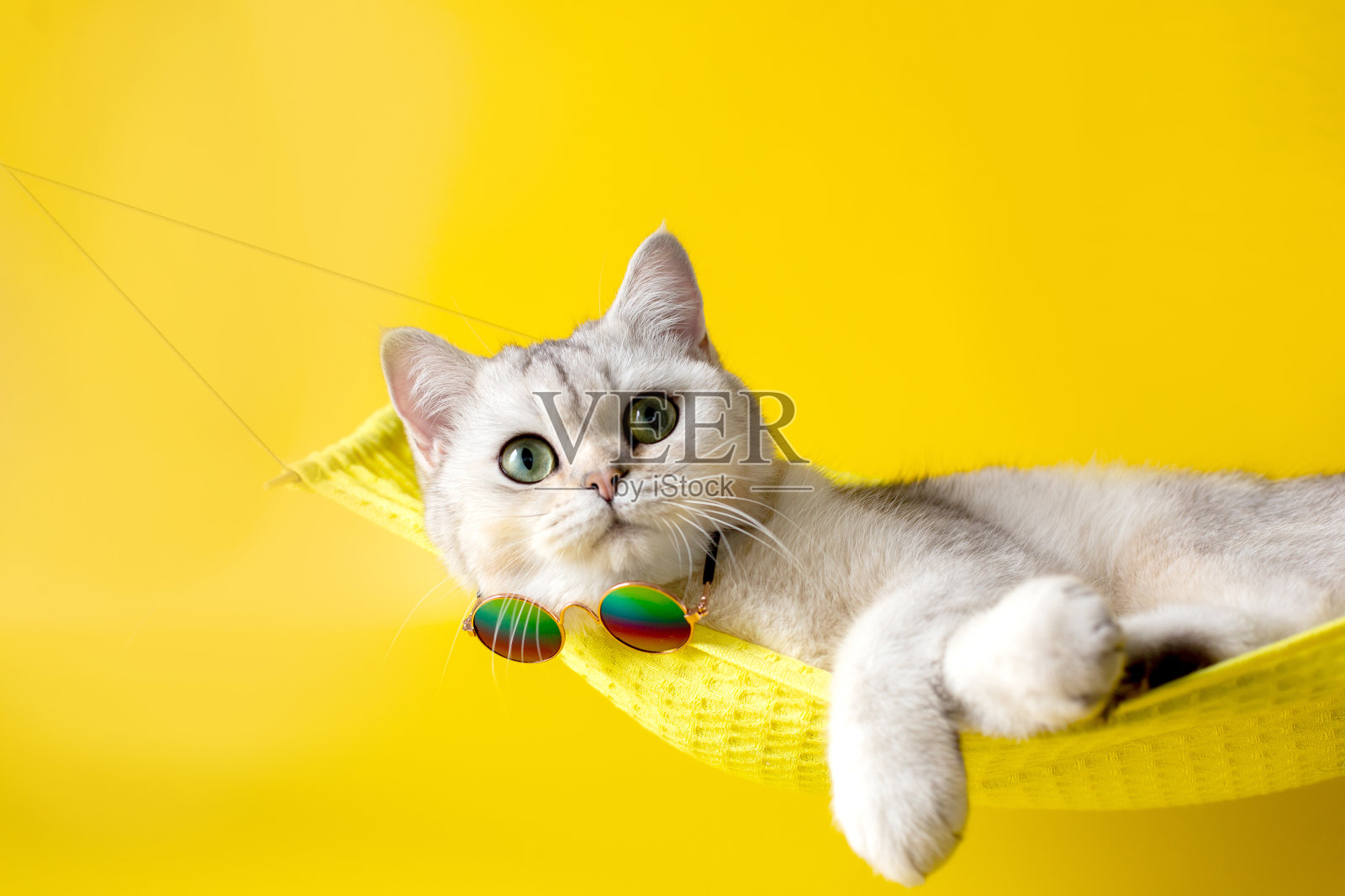 美丽的白色猫的肖像与太阳眼镜在黄色织物吊床孤立在黄色的背景照片摄影图片