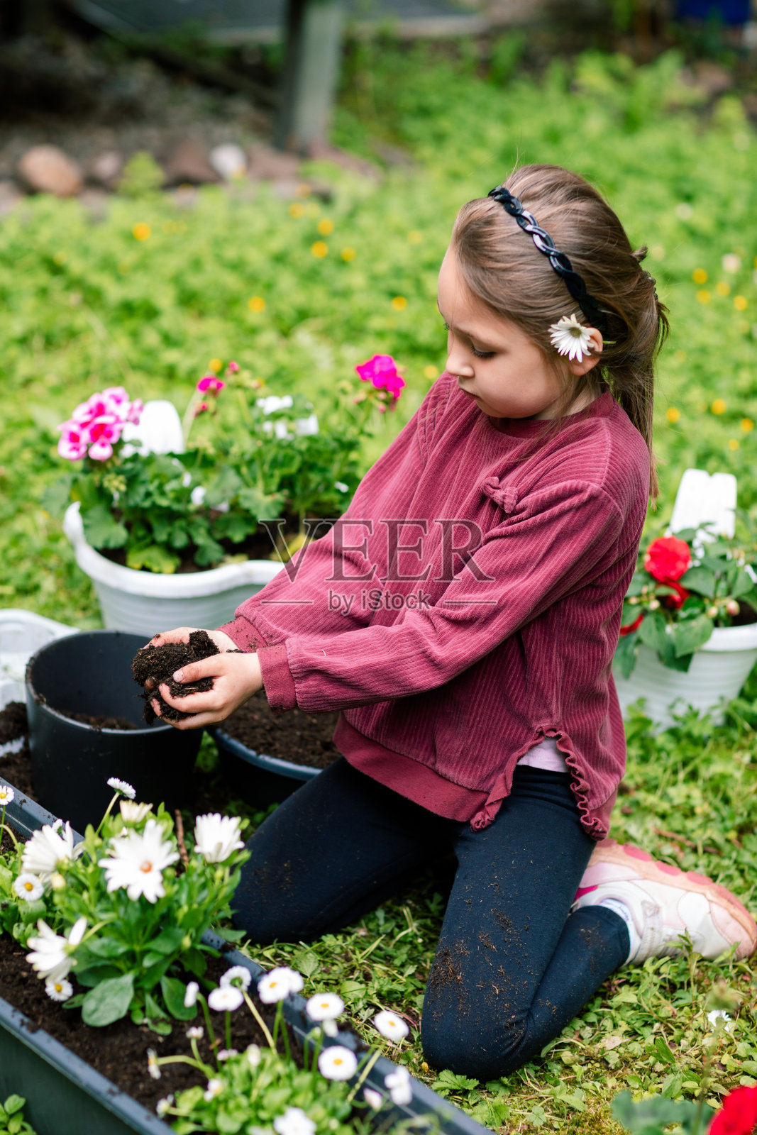 小女孩用泥土填满一盘鲜花，春天移栽鲜花，照料植物照片摄影图片