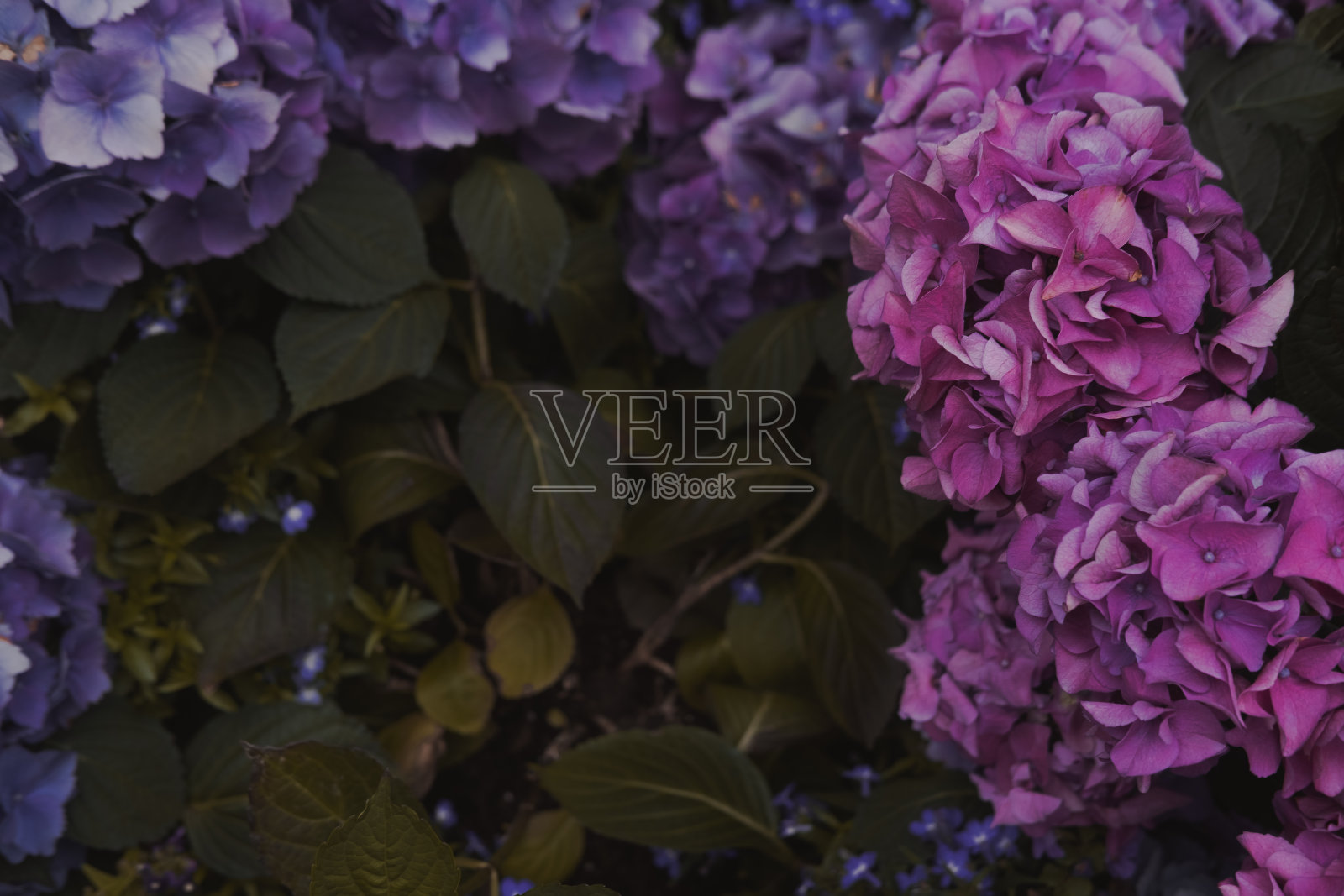 紫色hortensia花最小的背景从上面近距离照片摄影图片