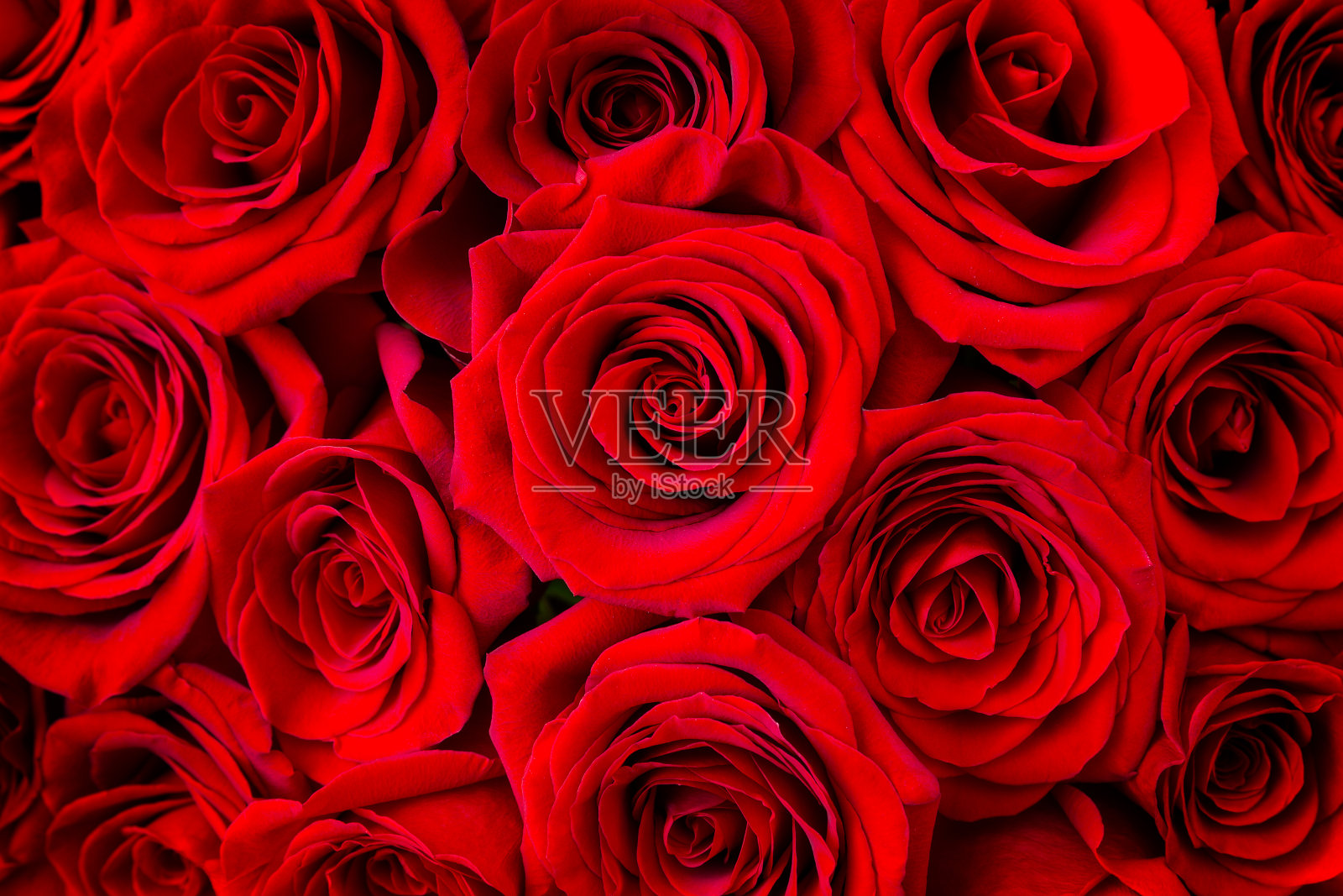 美丽的红玫瑰花为背景，特写。照片摄影图片
