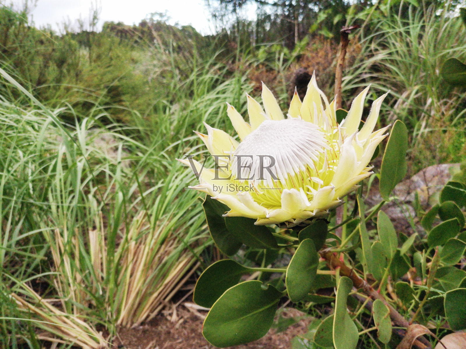 普罗蒂亚，普罗蒂亚，南非的象征之花盛开照片摄影图片