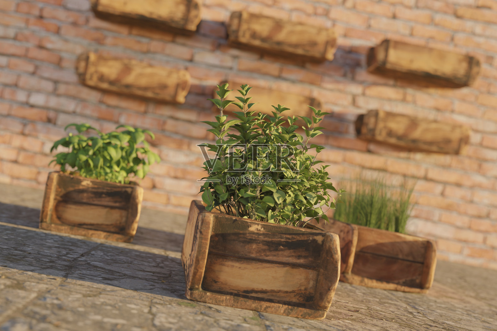 装满生长中的草药的木箱的3d渲染照片摄影图片