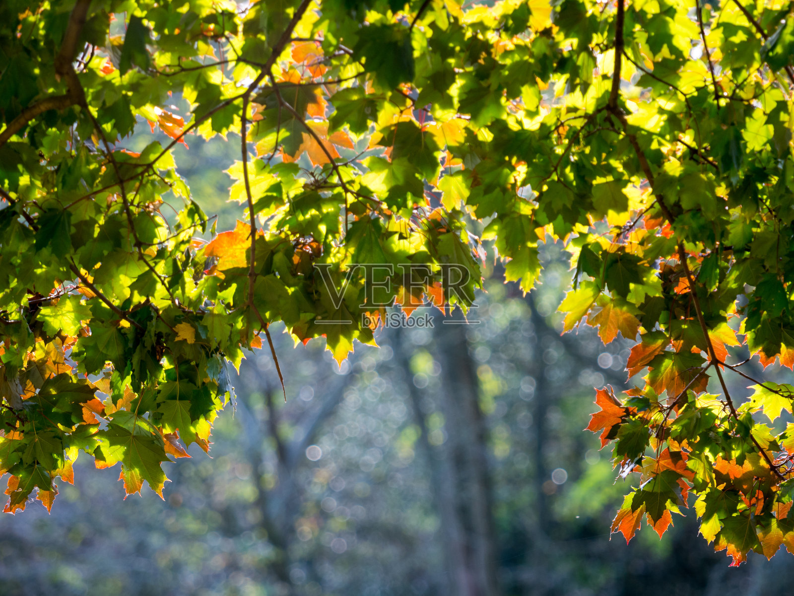 树上五颜六色的绿黄秋叶照片摄影图片