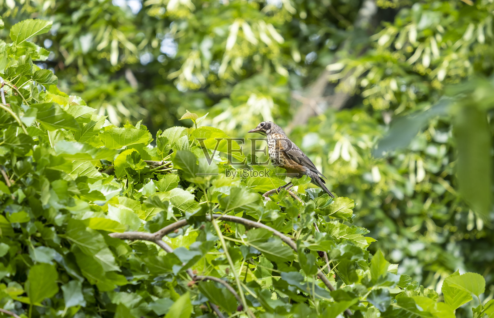 一只小知更鸟栖息在树上照片摄影图片