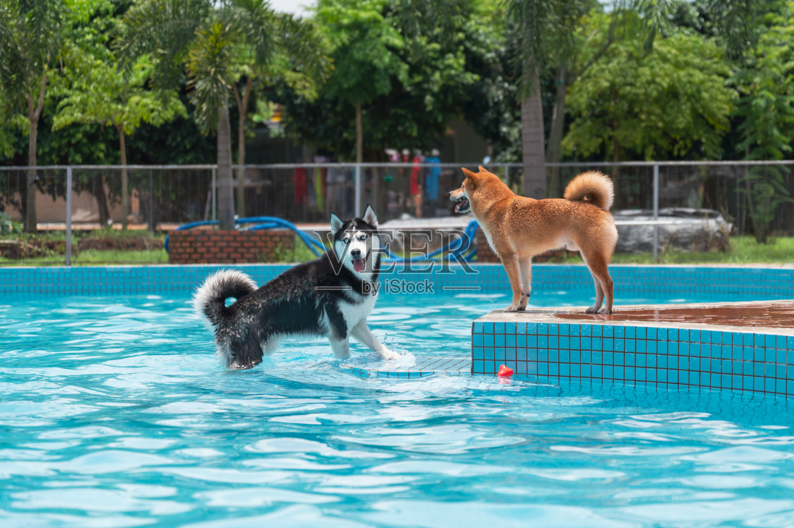 哈士奇和柴犬在游泳池里玩耍照片摄影图片