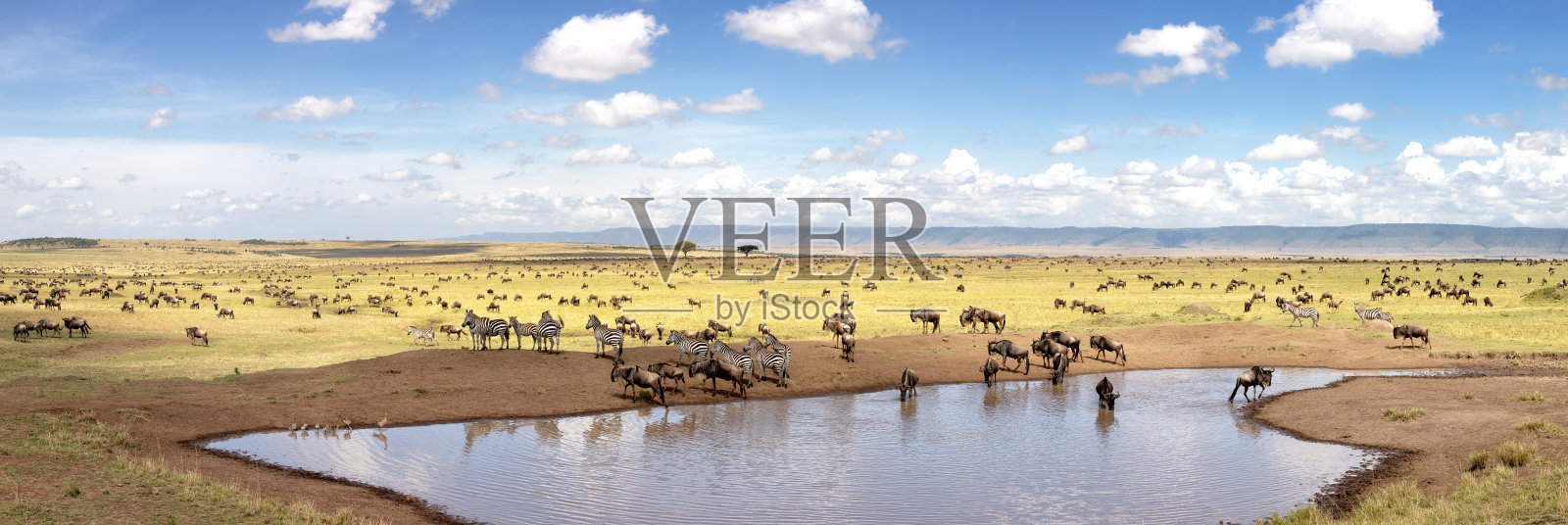 马赛马拉一个水坑里斑马和角马的全景照片摄影图片