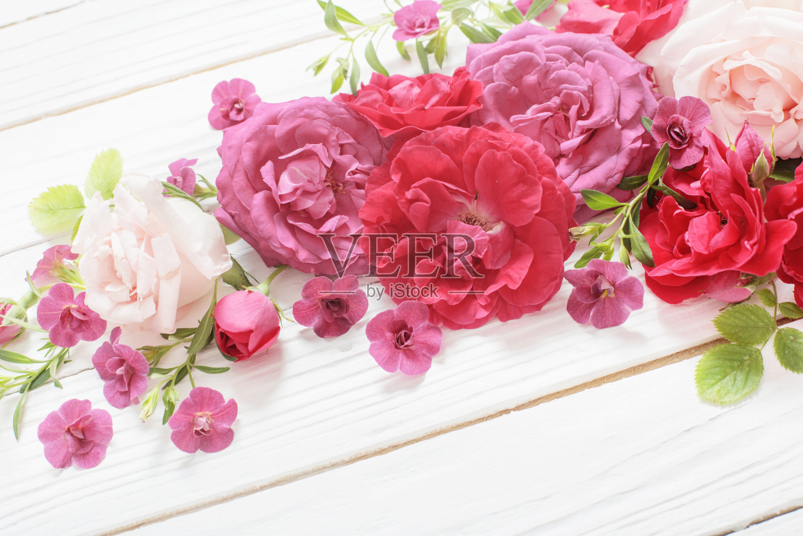 白色木质背景上的粉色和红色玫瑰照片摄影图片