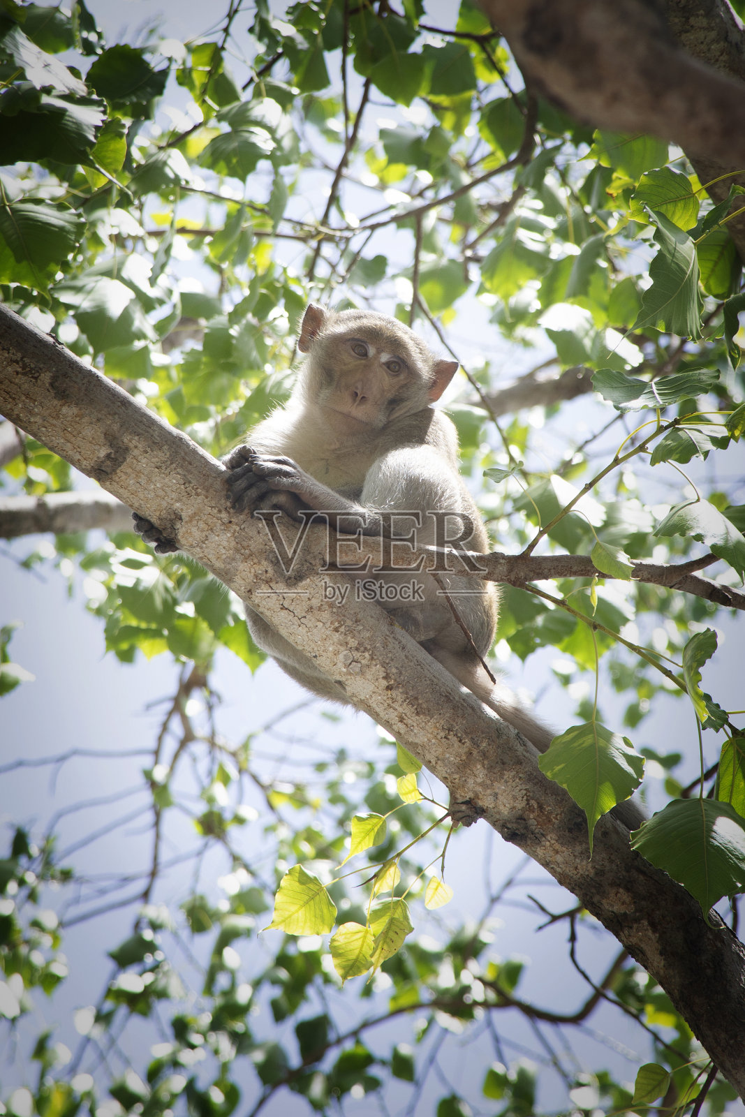 一只猴子坐在热带森林的树枝上向下看。照片摄影图片