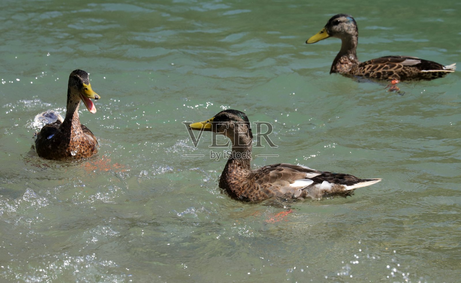 哭泣的母野鸭在Osttirol，蒂罗尔，奥地利照片摄影图片