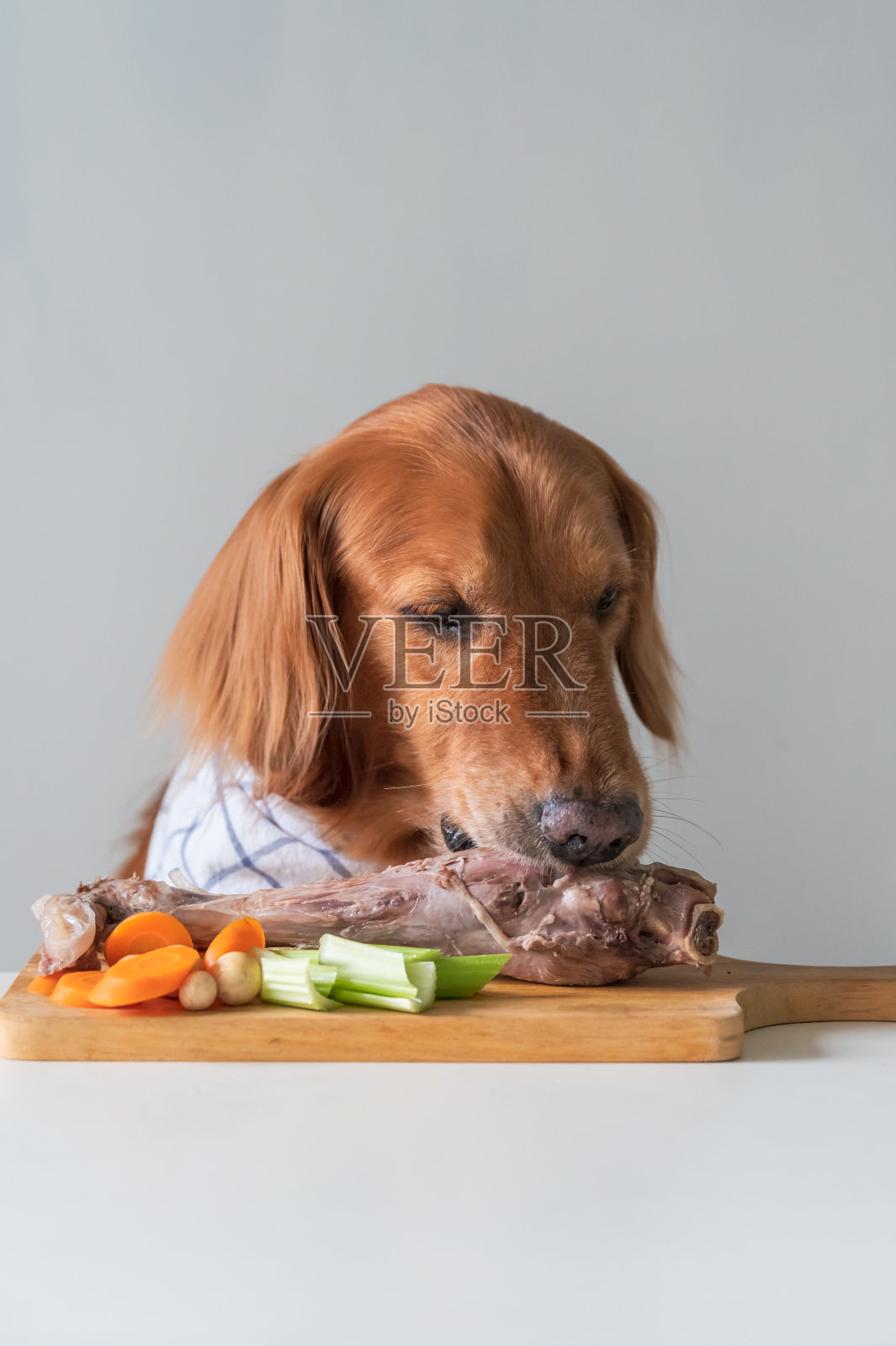 金毛猎犬咬着餐桌上的羊腿照片摄影图片