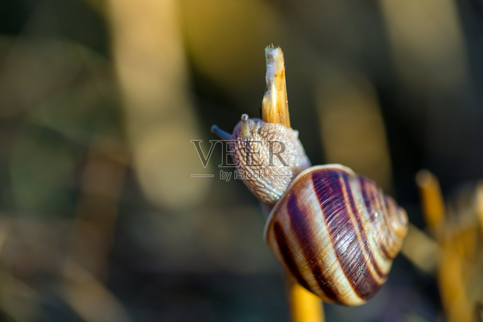 花园蜗牛的特写照片照片摄影图片