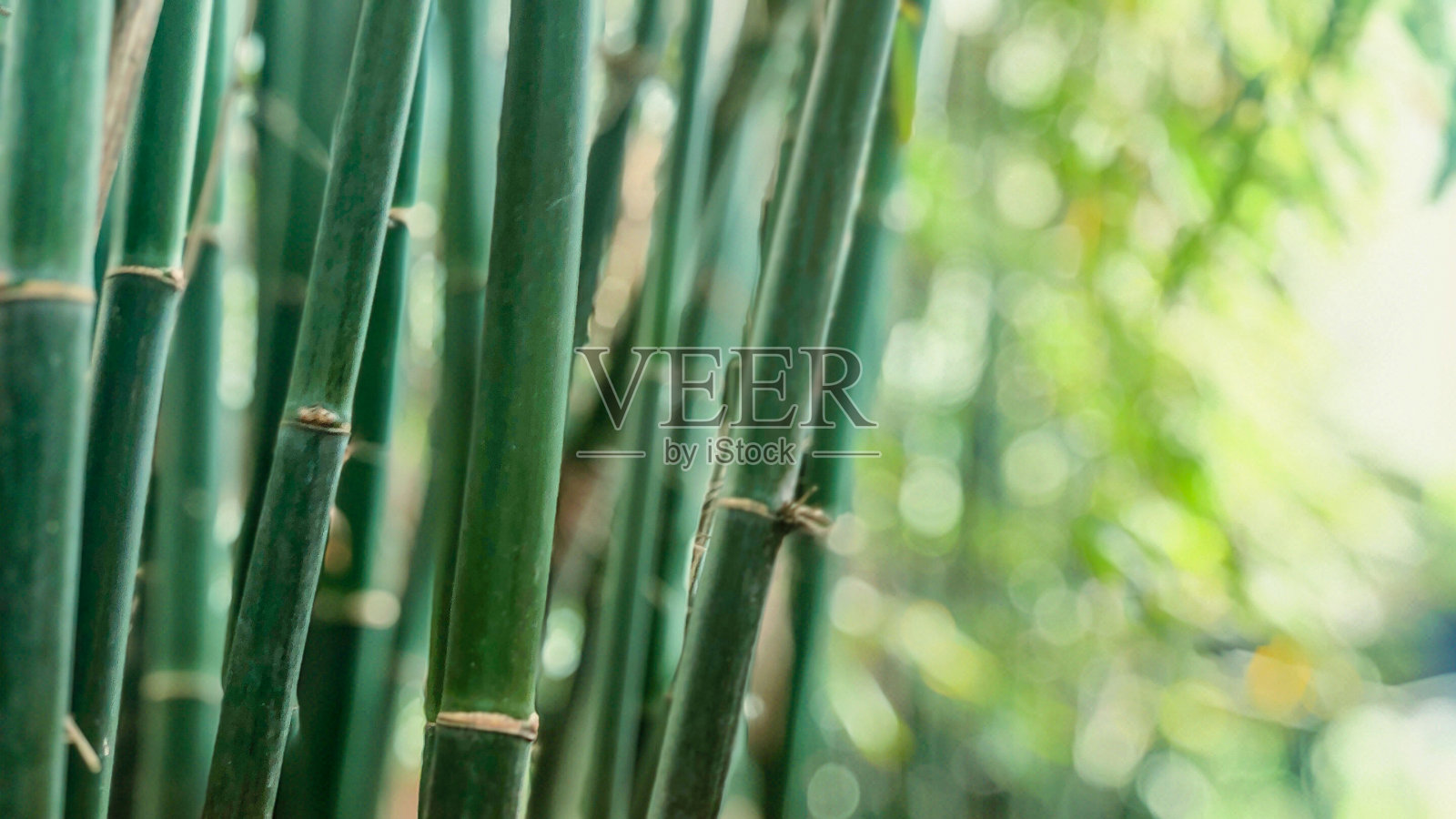 中国的竹林照片摄影图片
