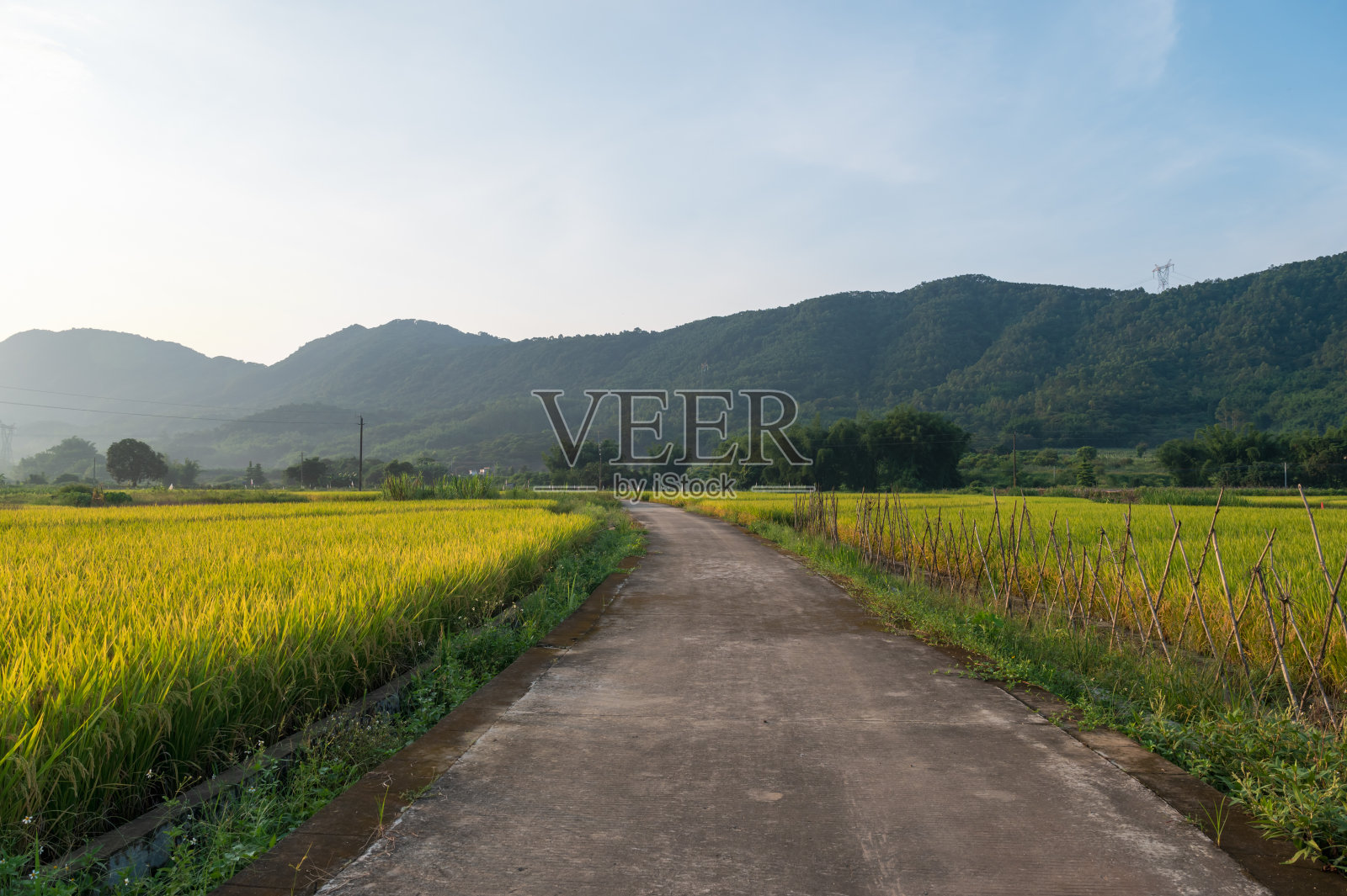 美丽的乡村稻田景色照片摄影图片