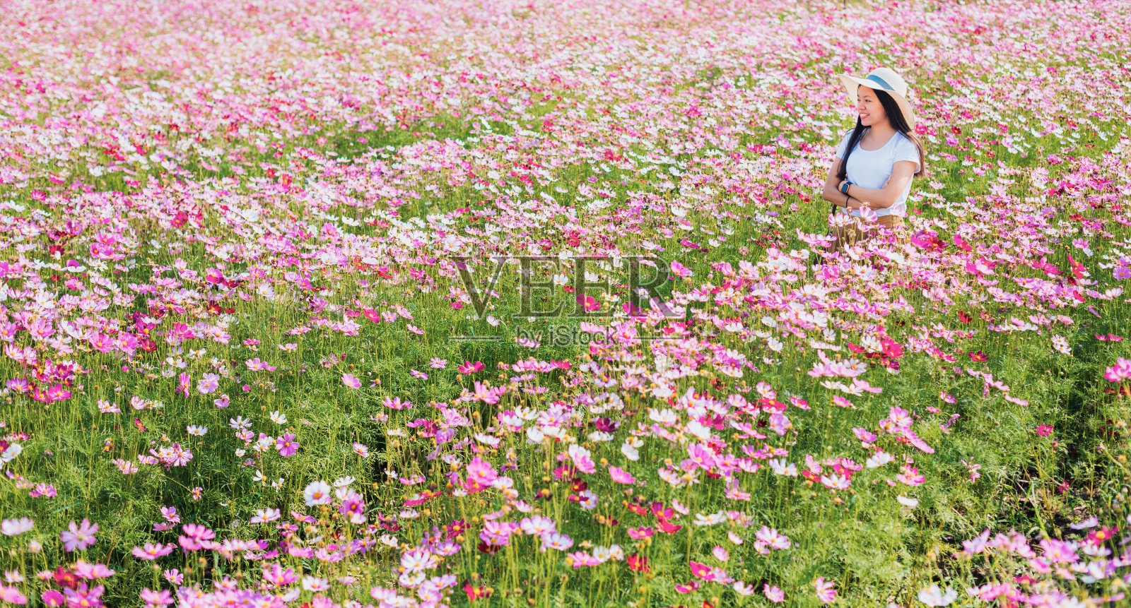 亚洲美丽的年轻女子行走和拍照在宇宙花田景观背景。泰国夏季旅游的概念。照片摄影图片