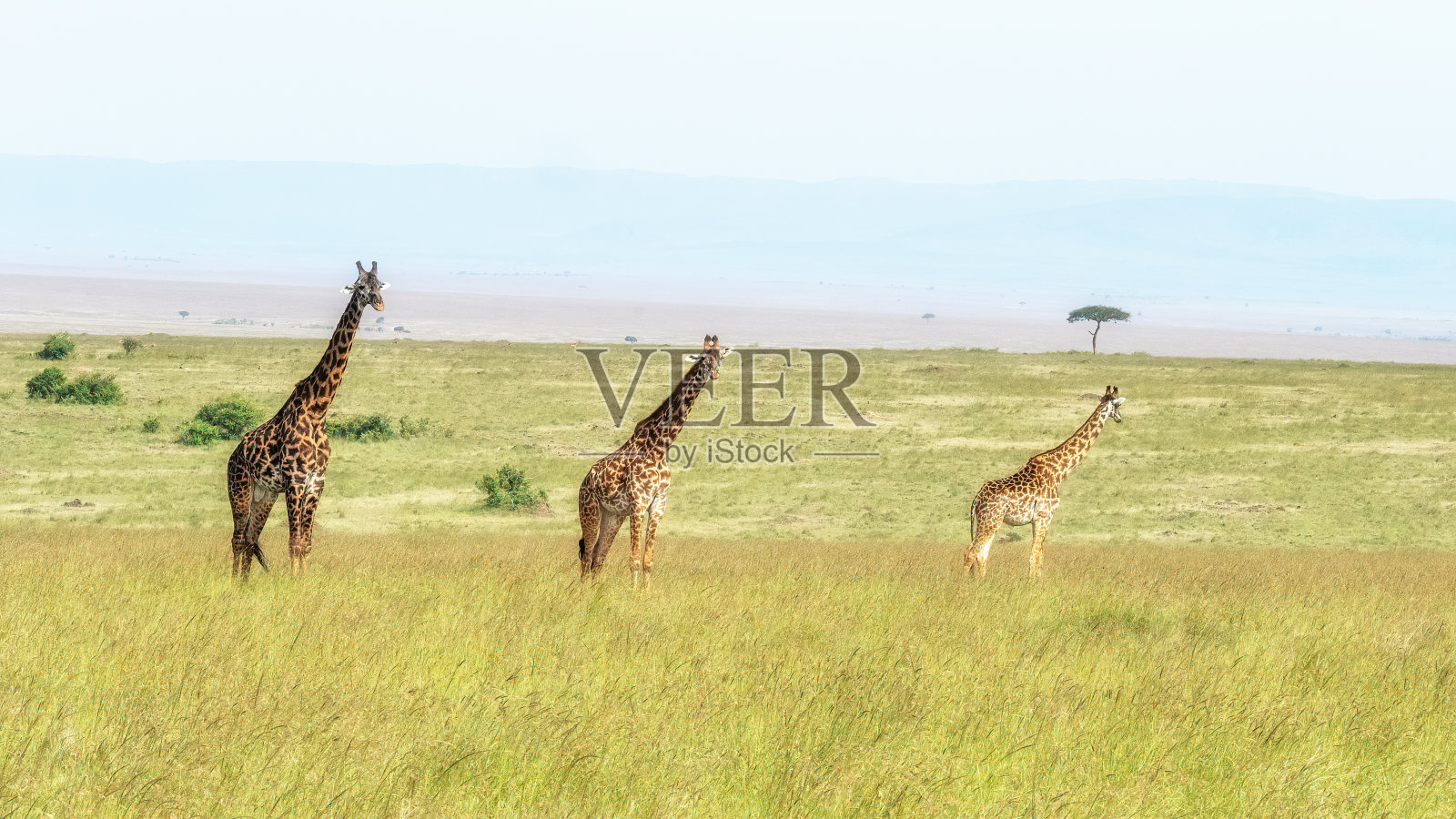 肯尼亚马赛马拉草原上的三只长颈鹿照片摄影图片
