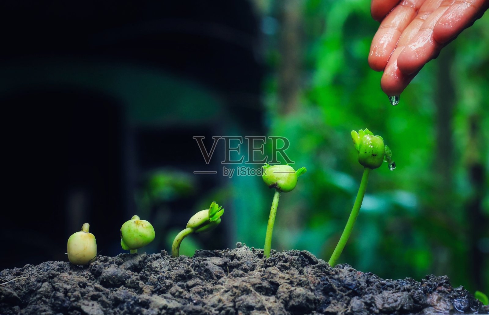 农业。种植植物。植物幼苗。在肥沃的土壤上按发芽顺序手工培育和浇灌幼苗。储蓄和投资理念。照片摄影图片