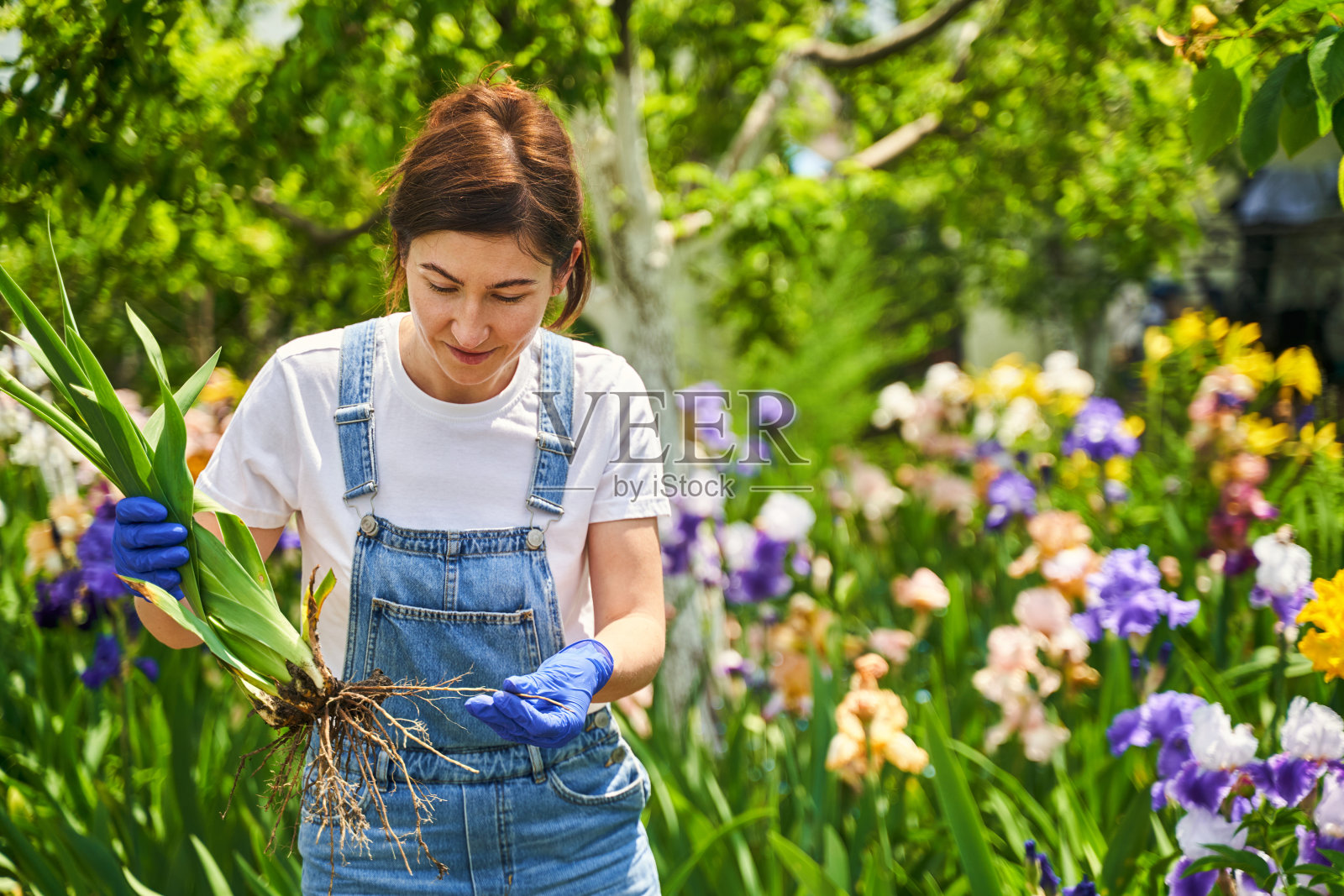 微笑的女人在花园里工作与植物照片摄影图片