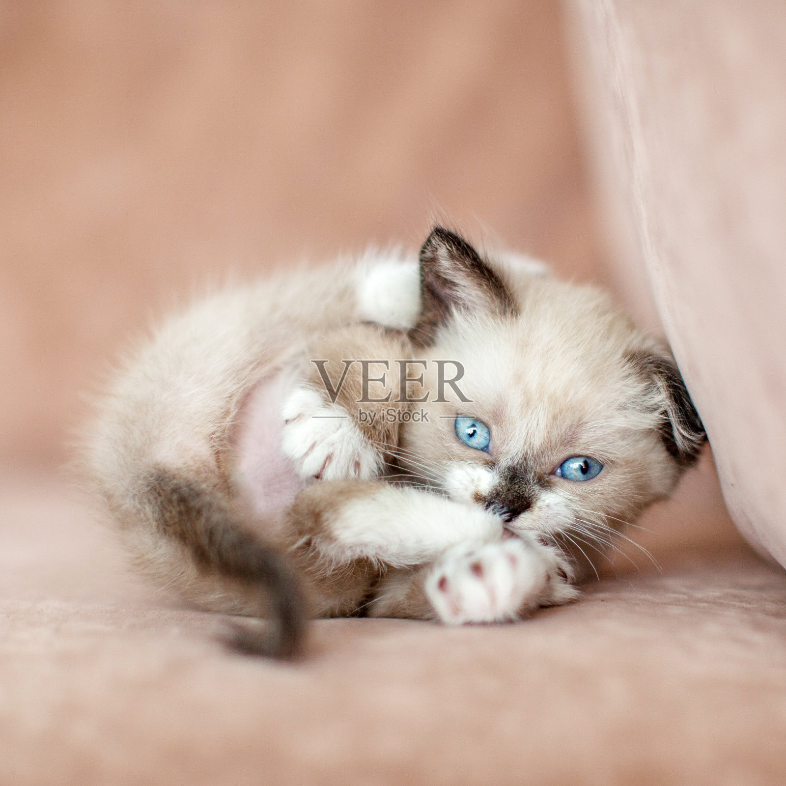有趣的小猫在沙发上照片摄影图片
