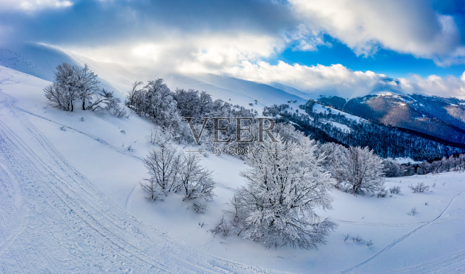云杉被雪覆盖的壮观景象照片摄影图片