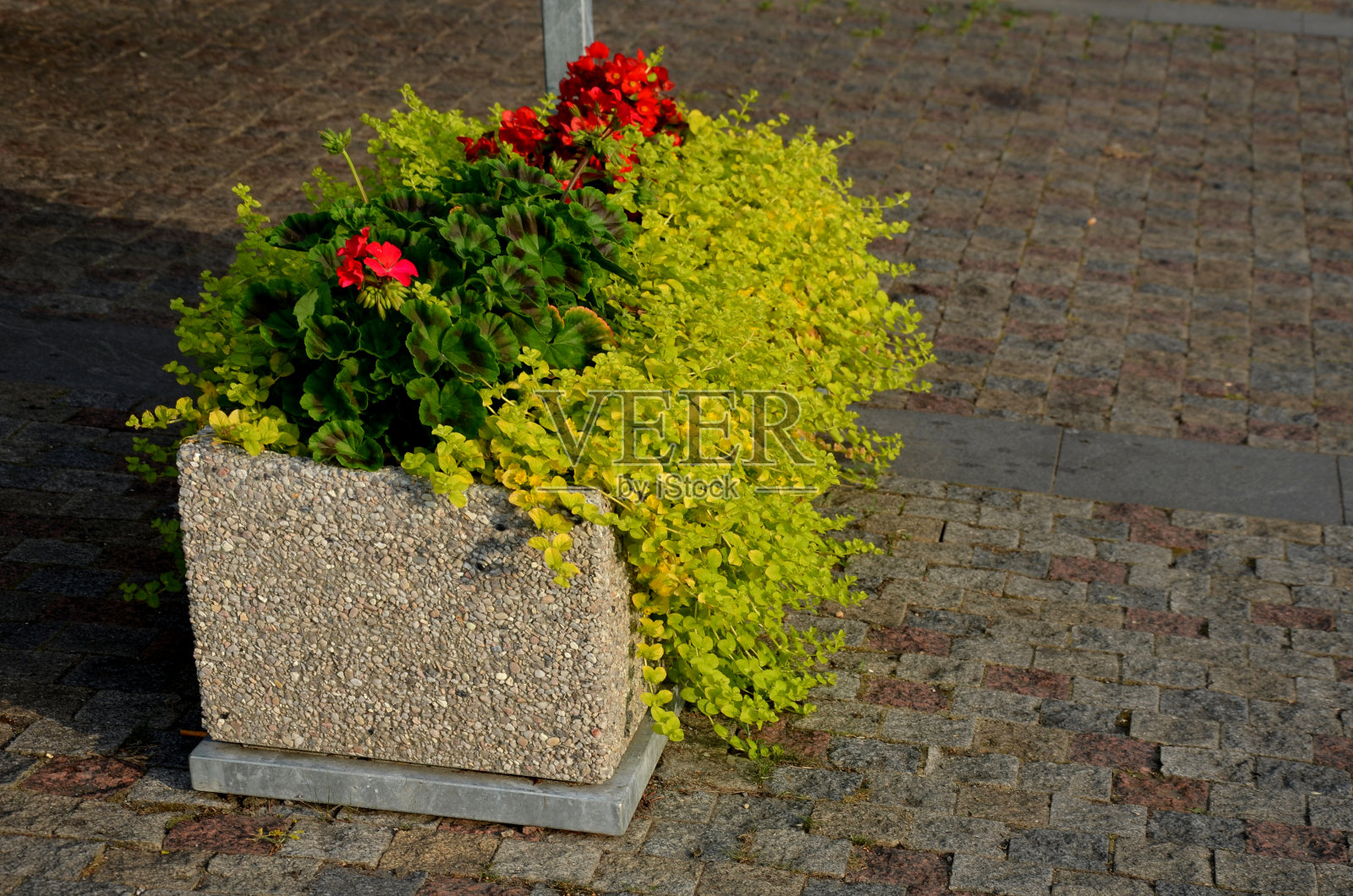 多年生花坛与一年生种植园在花坛的边缘铺设在花岗石鹅卵石镇广场上，石柱靠入口和石槽和花盆植物照片摄影图片