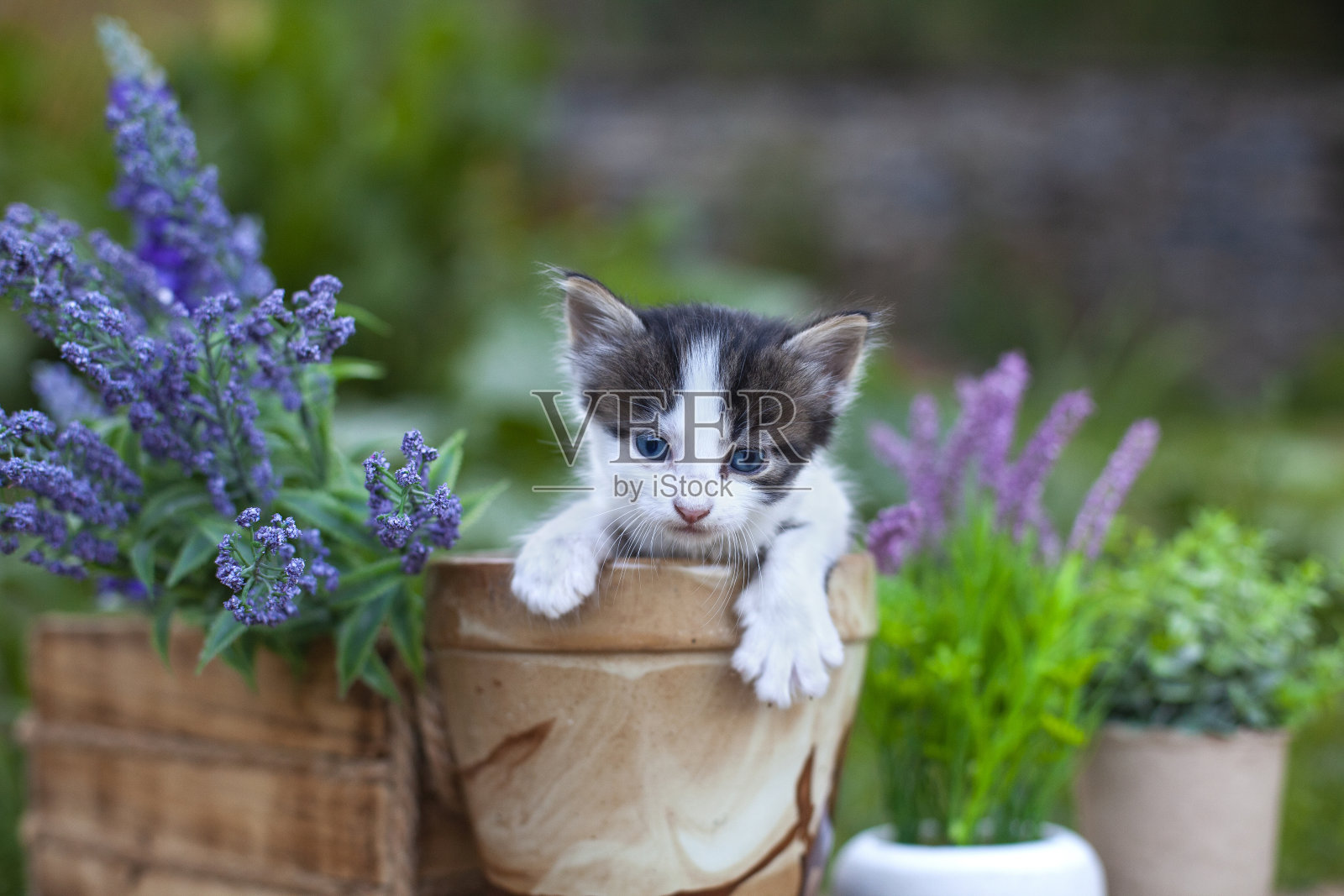 花盆里可爱的小猫照片摄影图片