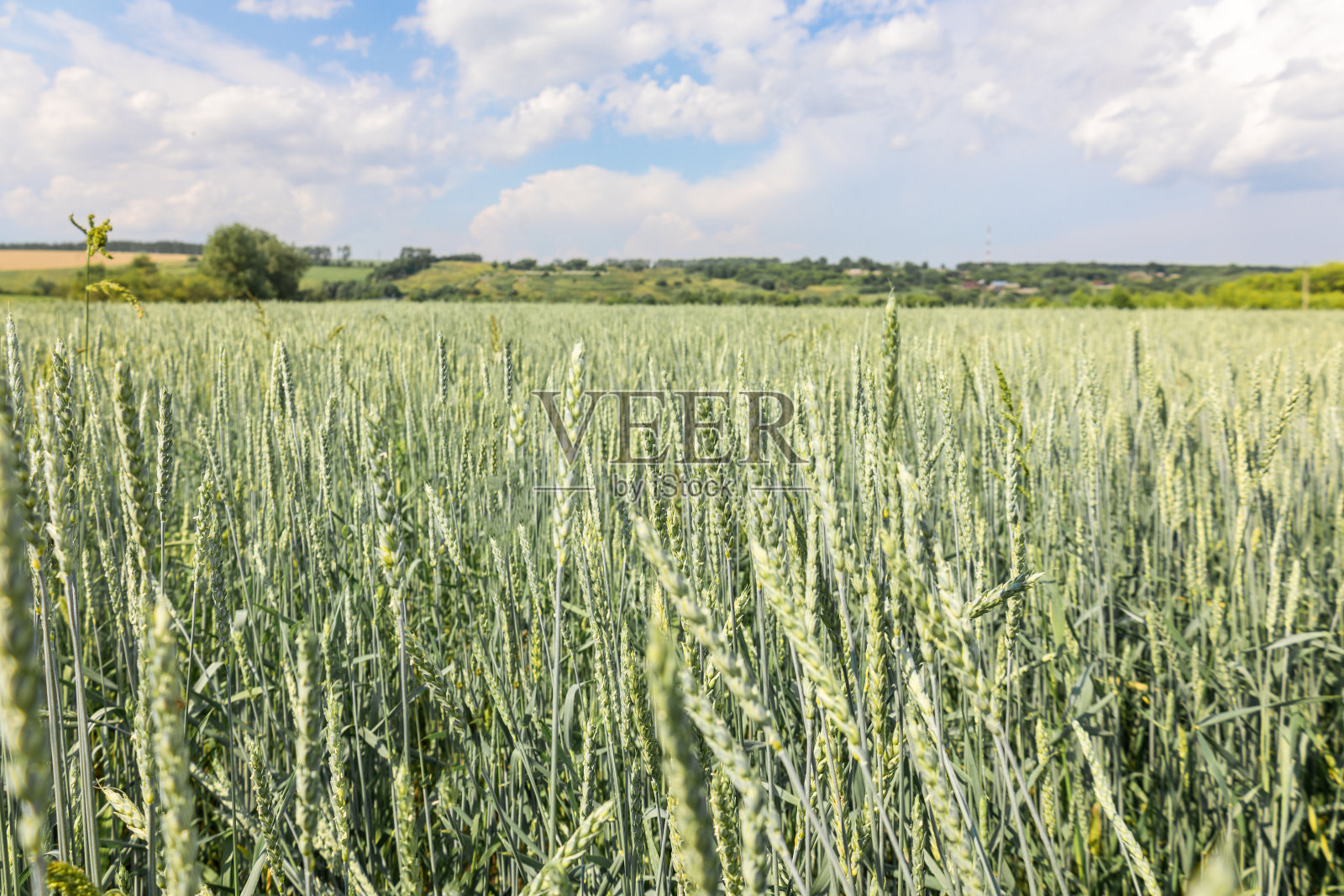 蓝天背景下，田间成熟小麦的小穗呈金黄色、绿色。全景式的美丽乡村景观，选择性聚焦照片摄影图片