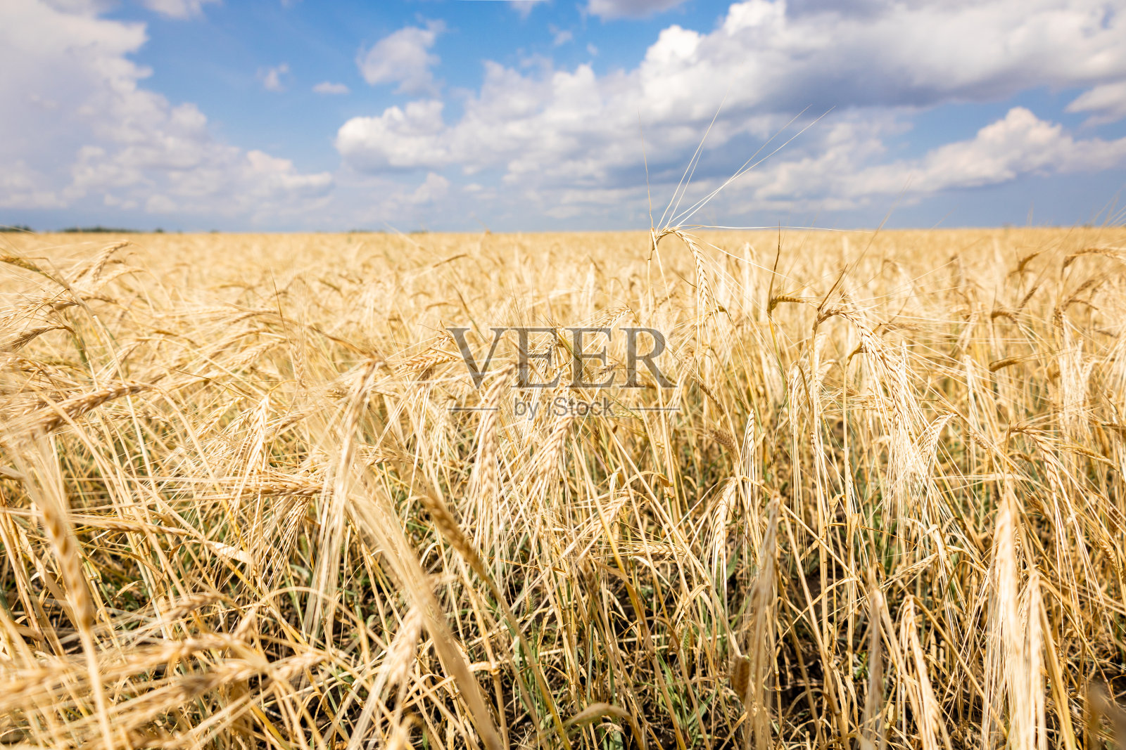 金黄色小穗成熟小麦黄田，地平线上林木条带，选择性聚焦。在蓝天背景下的美丽乡村景观全景。照片摄影图片