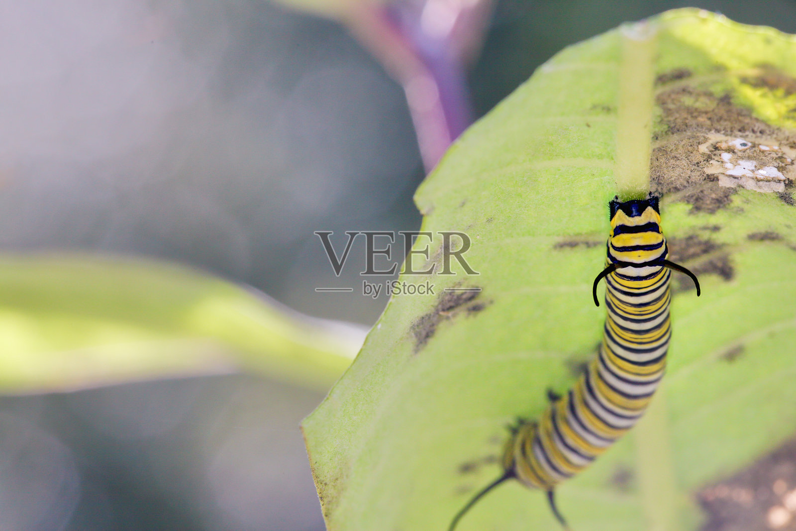 黑脉金斑蝶，毛虫，Danaus Plexippus照片摄影图片