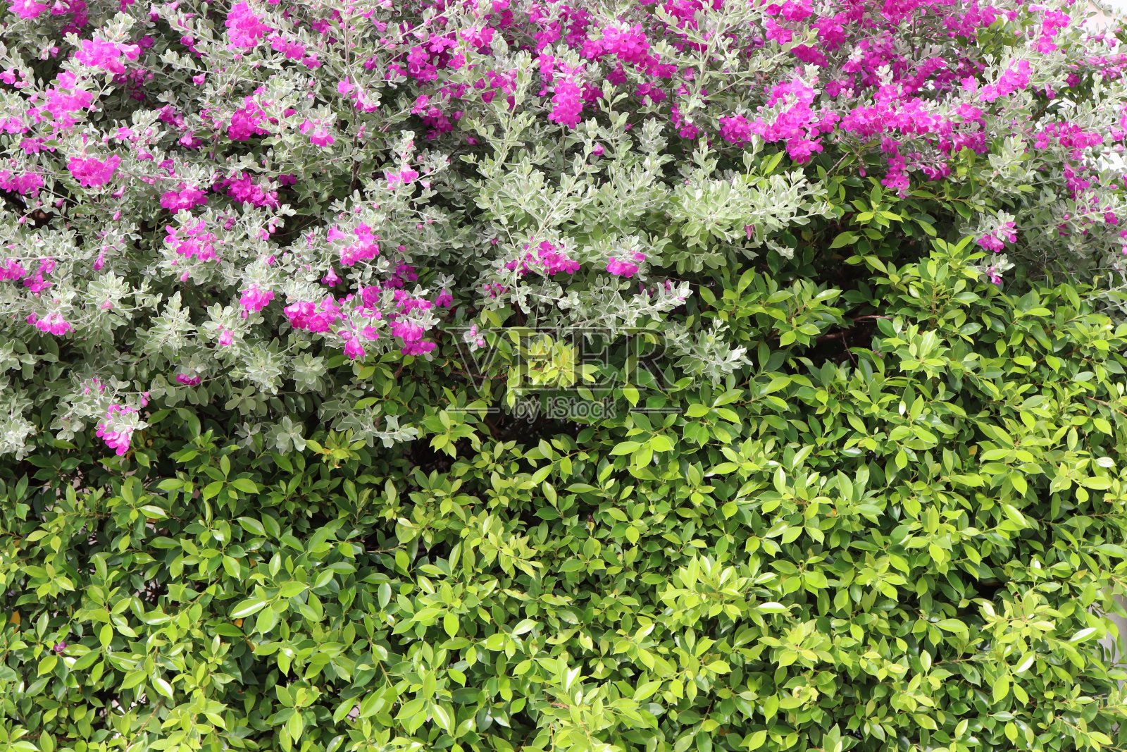 梣灌木，紫色鼠尾草或银叶与绿叶榕树的背景照片摄影图片