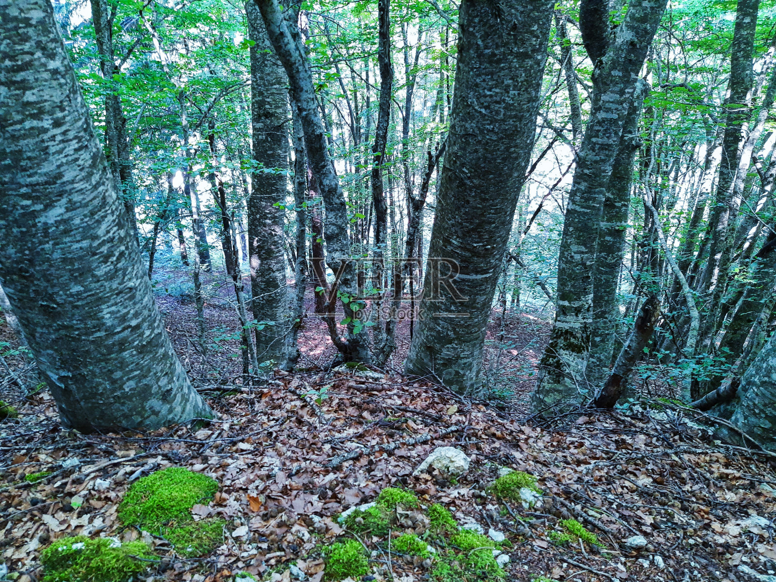 意大利木材森林树木树干细节背景与苔藓在地上照片摄影图片