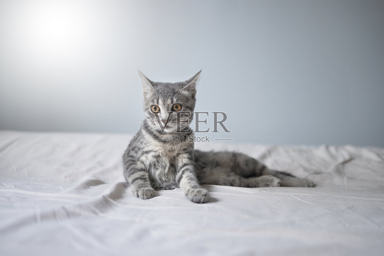 可爱的灰色虎斑猫躺在舒适家的床上照片摄影图片