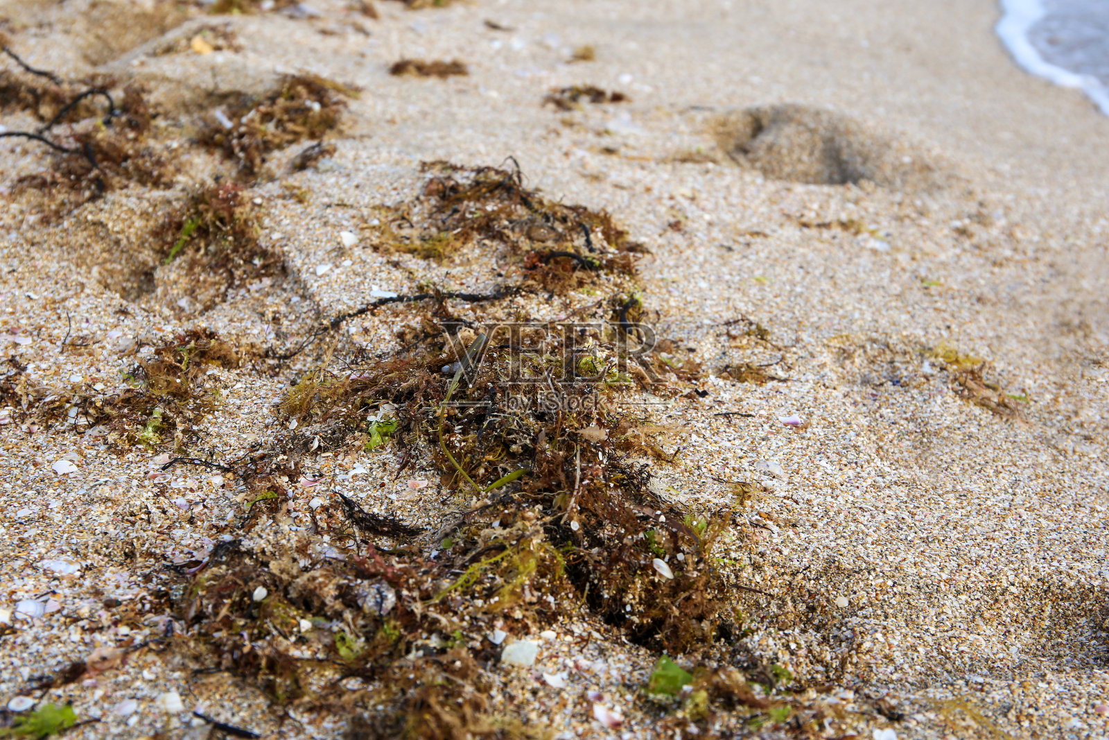 暴风雨后海草被冲上岸。照片摄影图片