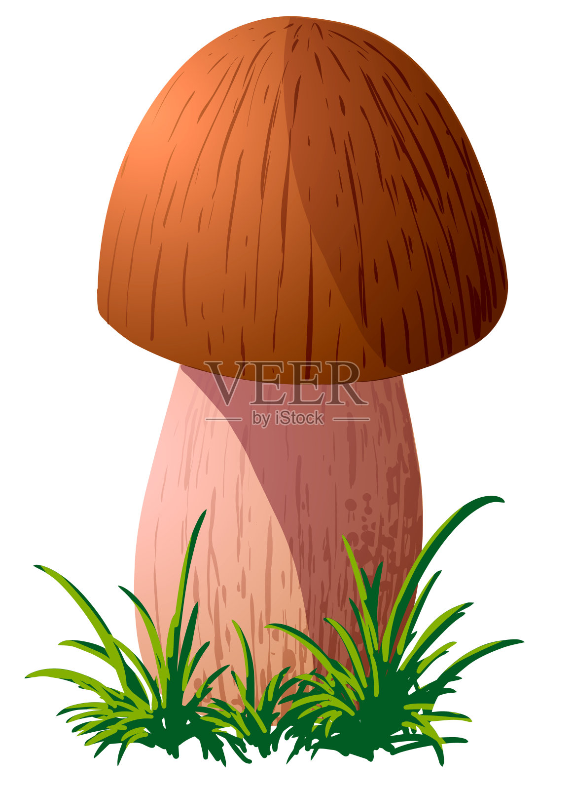 蘑菇分离在白色背景矢量插图插画图片素材